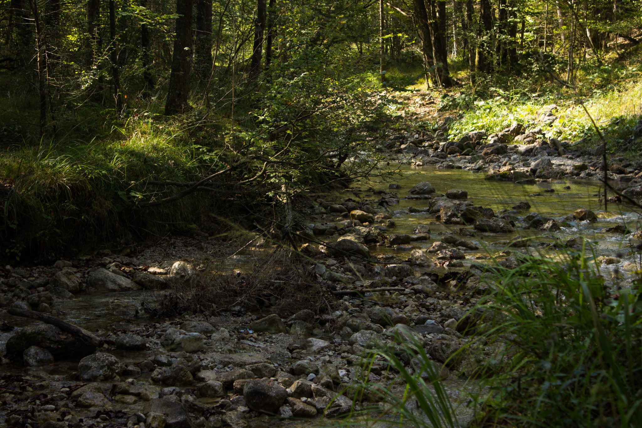 Im Tal des Holzes - familienfreundliche Rundwanderung durch das Weißenbachtal mit Buchenwäldern im Nationalpark Kalkalpen in Oberösterreich, Wanderung befindet sich in der Nähe des Ortes Reichraming, Blick auf den Weißenbach mit klarem sauberem Wasser, umgeben von grünen und dichten Wäldern, sehr schöne Natur