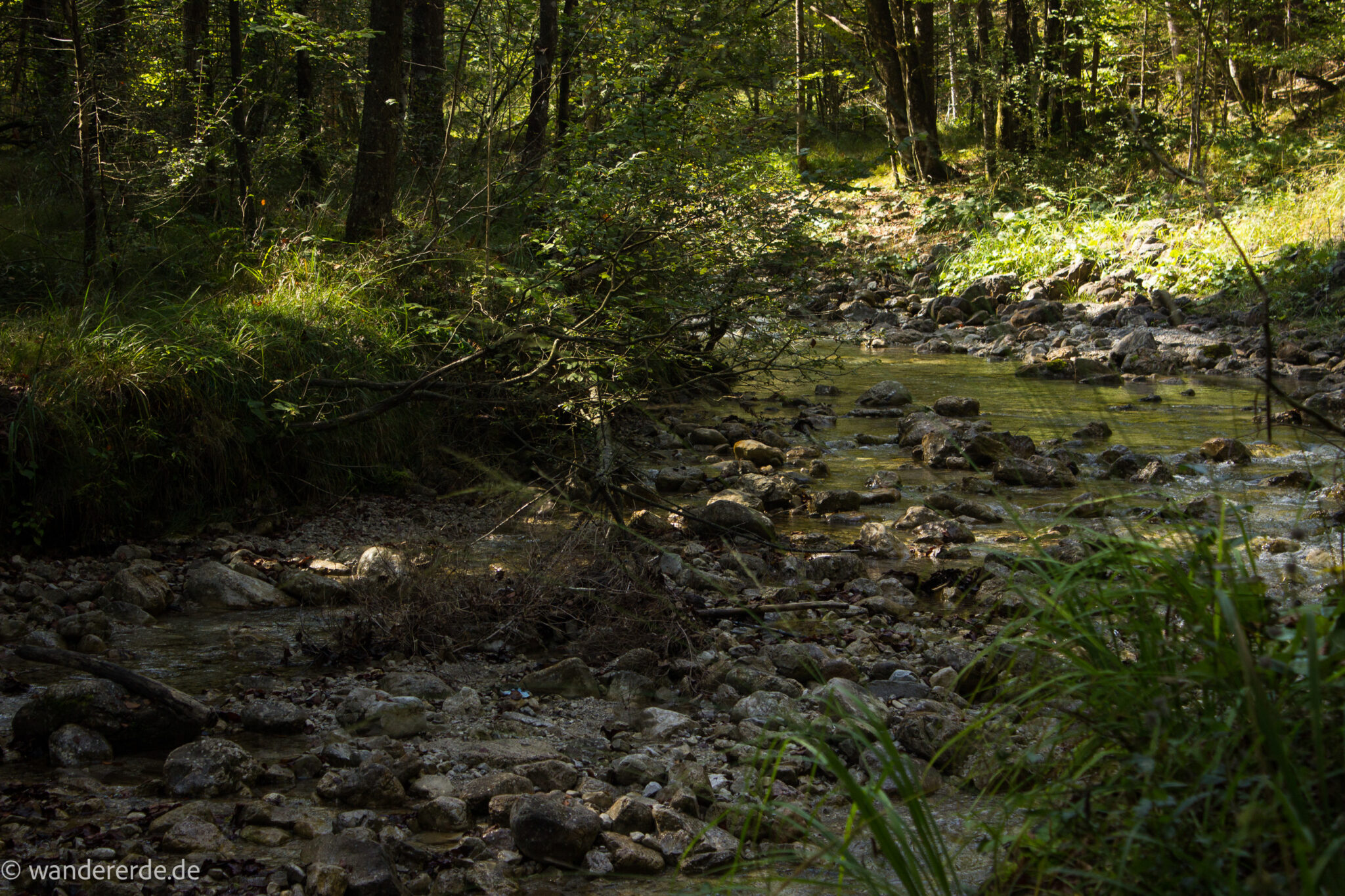 Im Tal des Holzes - familienfreundliche Rundwanderung durch das Weißenbachtal mit Buchenwäldern im Nationalpark Kalkalpen in Oberösterreich, Wanderung befindet sich in der Nähe des Ortes Reichraming, Blick auf den Weißenbach mit klarem sauberem Wasser, umgeben von grünen und dichten Wäldern, sehr schöne Natur
