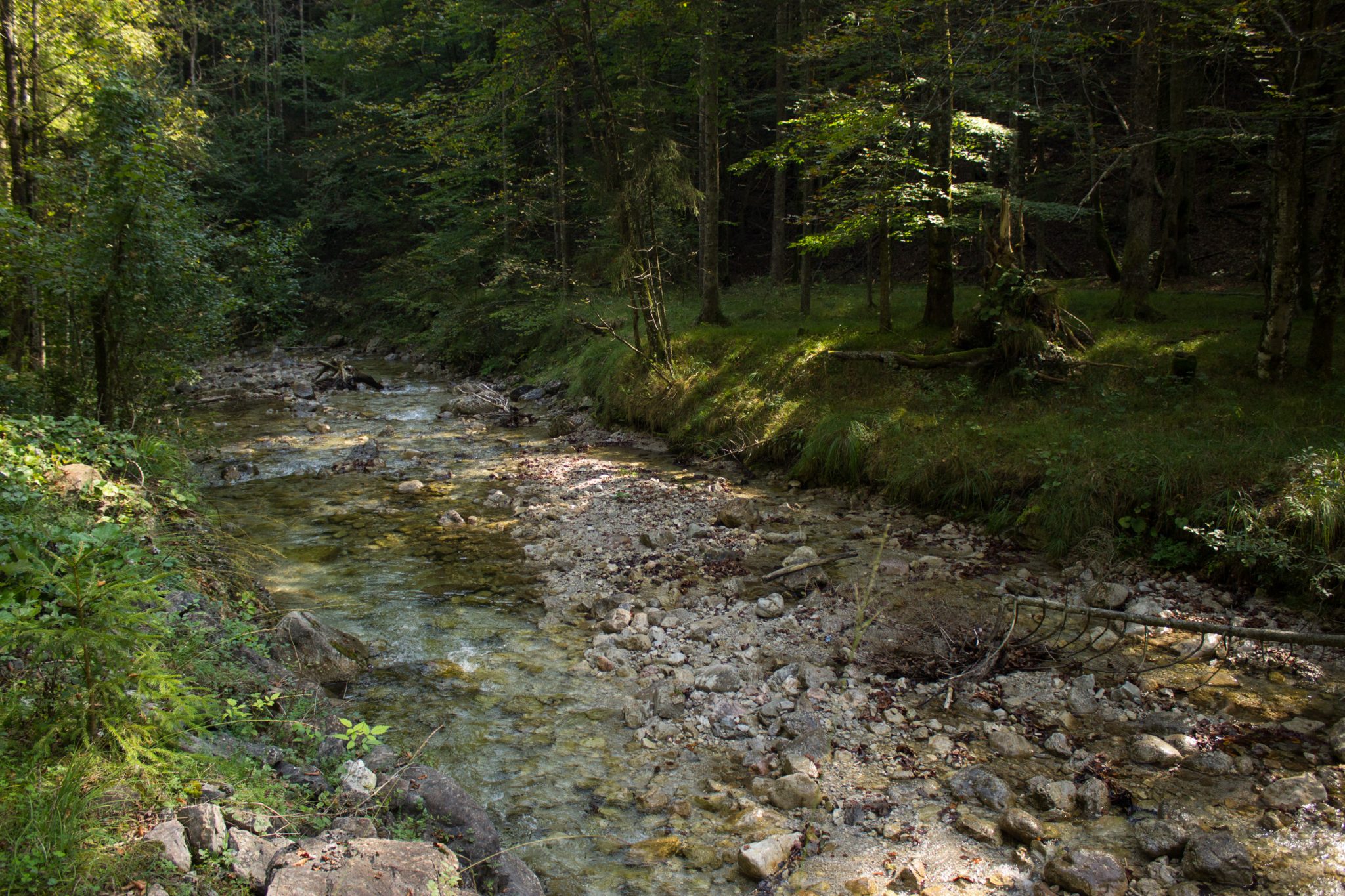 Im Tal des Holzes - familienfreundliche Rundwanderung durch das Weißenbachtal mit Buchenwäldern im Nationalpark Kalkalpen in Oberösterreich, Wanderung befindet sich in der Nähe des Ortes Reichraming, Blick auf den Weißenbach mit klarem sauberem Wasser, umgeben von grünen und dichten Wäldern, sehr schöne Natur