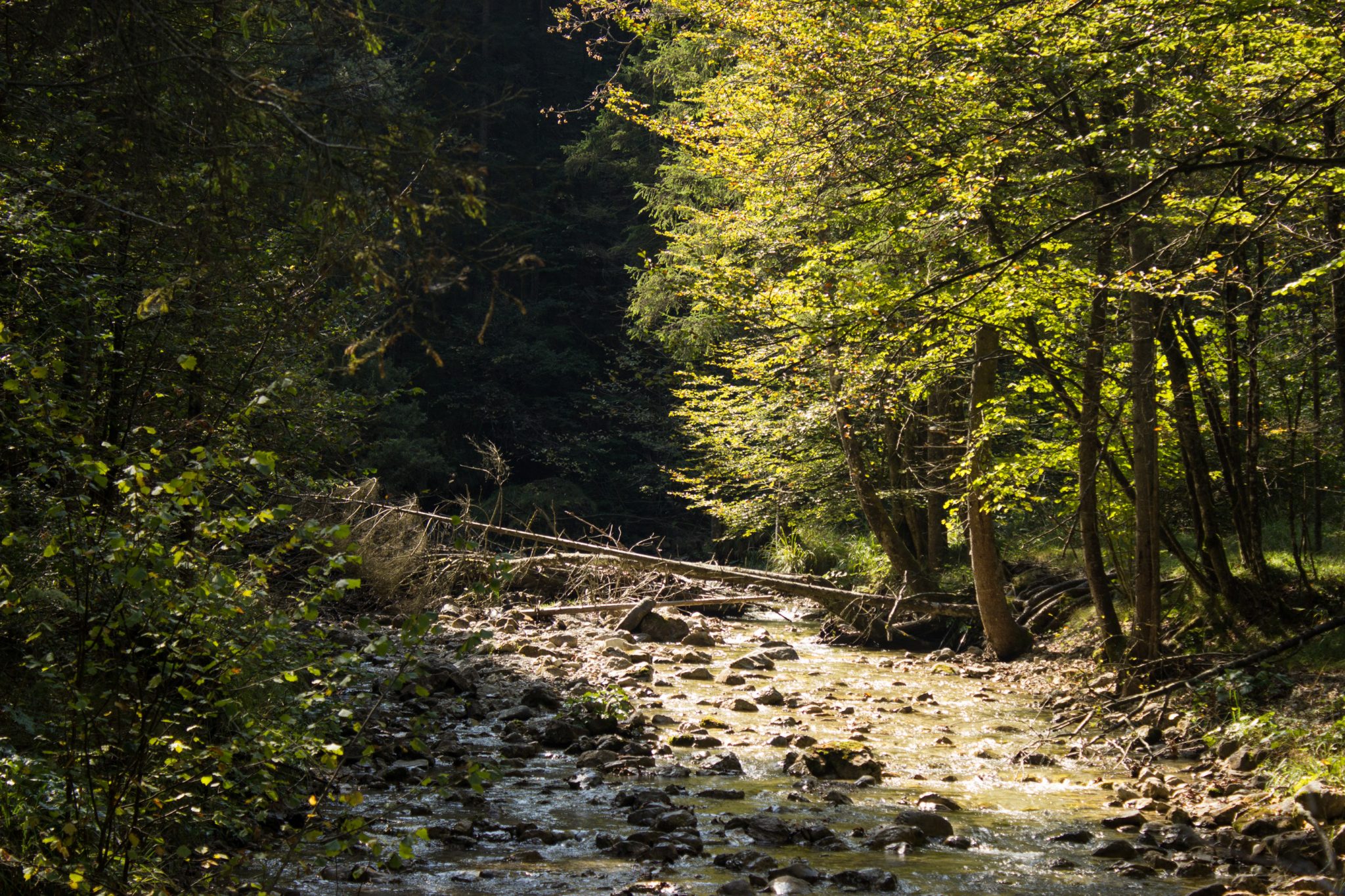 Im Tal des Holzes - familienfreundliche Rundwanderung durch das Weißenbachtal mit Buchenwäldern im Nationalpark Kalkalpen in Oberösterreich, Wanderung befindet sich in der Nähe des Ortes Reichraming, Blick auf den Weißenbach mit klarem sauberem Wasser, umgeben von grünen und dichten Wäldern, sehr schöne Natur