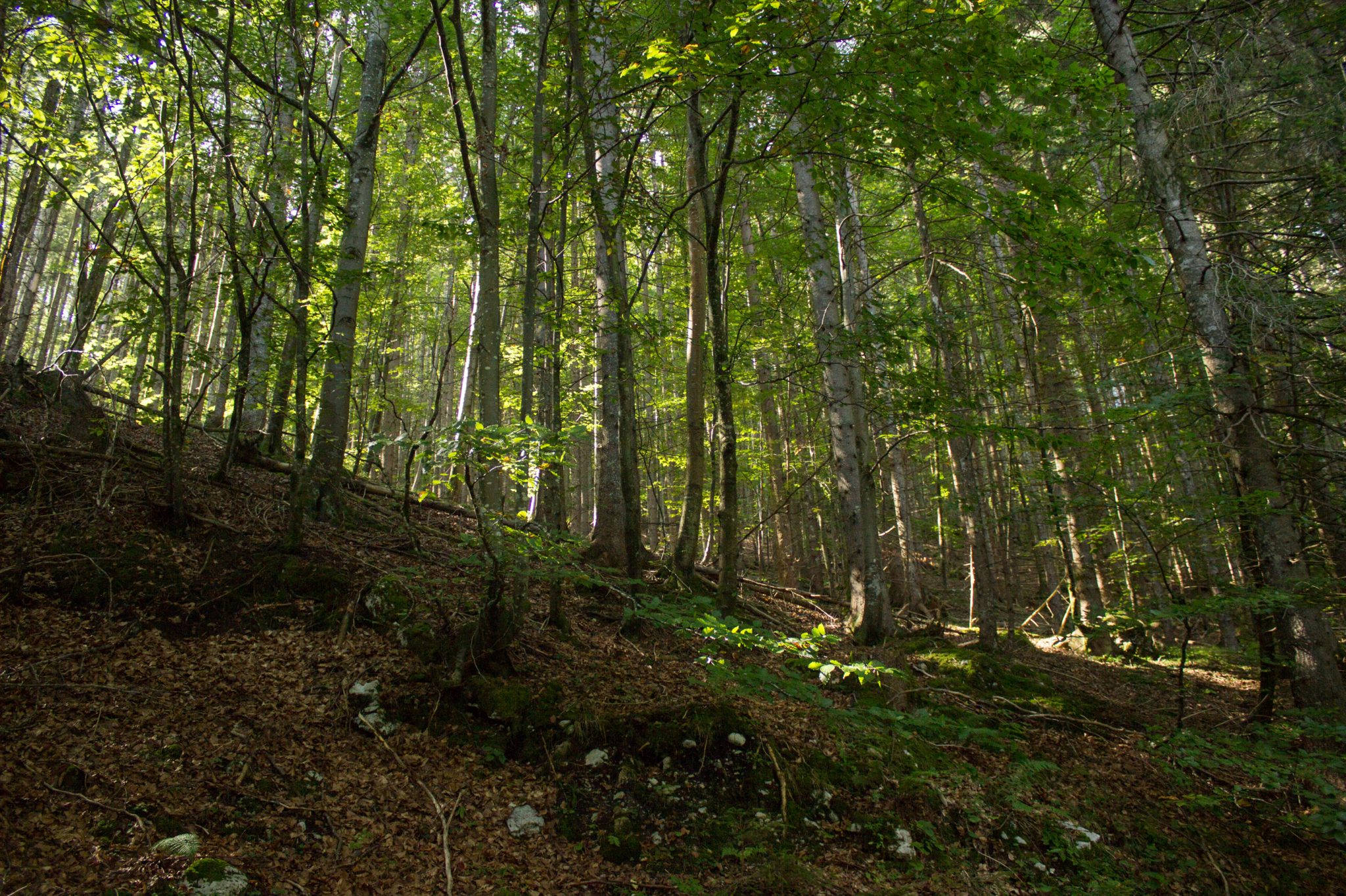Wandern im Nationalpark Gesäuse - Rundweg mit Goferhütte im Bundesland Steiermark in Österreich, Wanderweg in den Ennstaler Alpen, Blick vom Wanderweg auf dichten Wald im Nationalpark