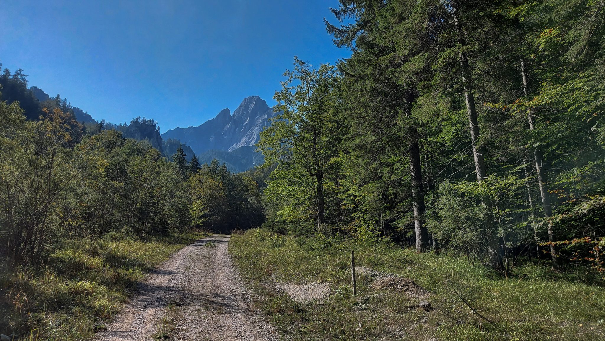 Wandern im Nationalpark Gesäuse - Rundweg mit Goferhütte im Bundesland Steiermark in Österreich, Wanderweg in den Ennstaler Alpen, mäßig steigender Wanderweg umgeben von dichtem Wald, Blick auf die in der ferne liegende Bergwelt im Nationalpark Gesäuse