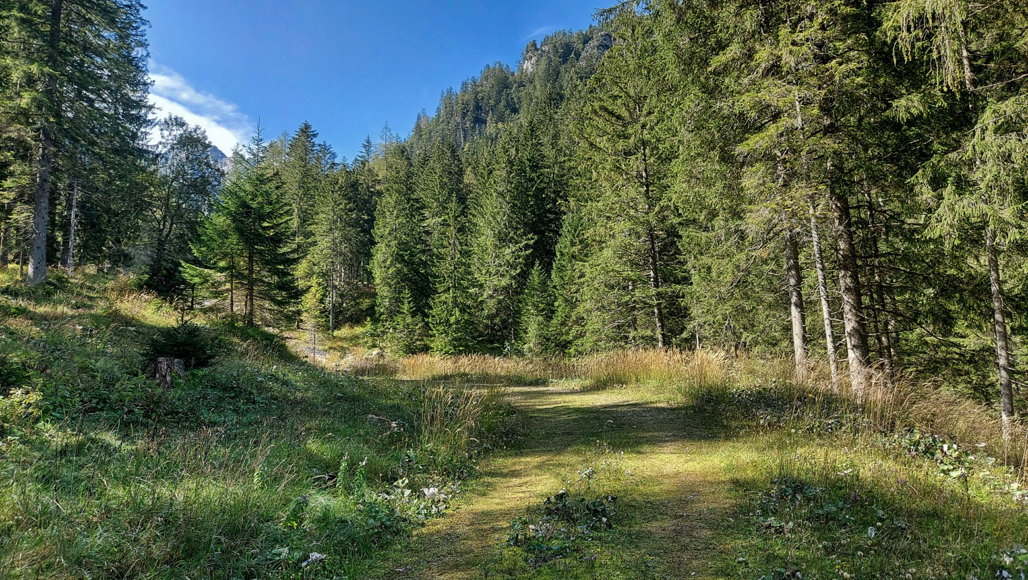 Wandern im Nationalpark Gesäuse - Rundweg mit Goferhütte im Bundesland Steiermark in Österreich, Wanderweg in den Ennstaler Alpen, nach Erreichen der Goferhütte für Selbstversorger führt der Wanderweg umgeben von dichtem Wald über eine Wiese im Nationalpark Gesäuse