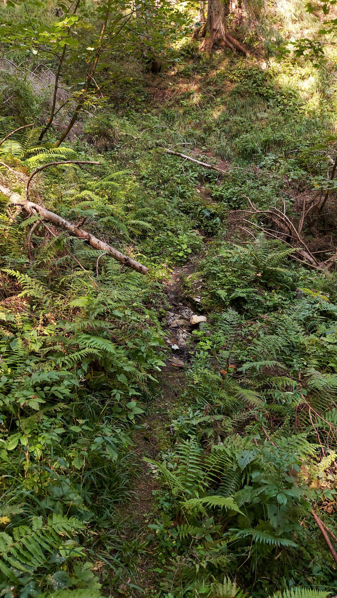 Wandern im Nationalpark Gesäuse - Rundweg mit Goferhütte im Bundesland Steiermark in Österreich, Wanderweg in den Ennstaler Alpen, nach Erreichen der Goferhütte für Selbstversorger führt ein schmaler Pfad umgeben von dichtem Wald und Felsen in Richtung der Haindlmauer im Nationalpark Gesäuse