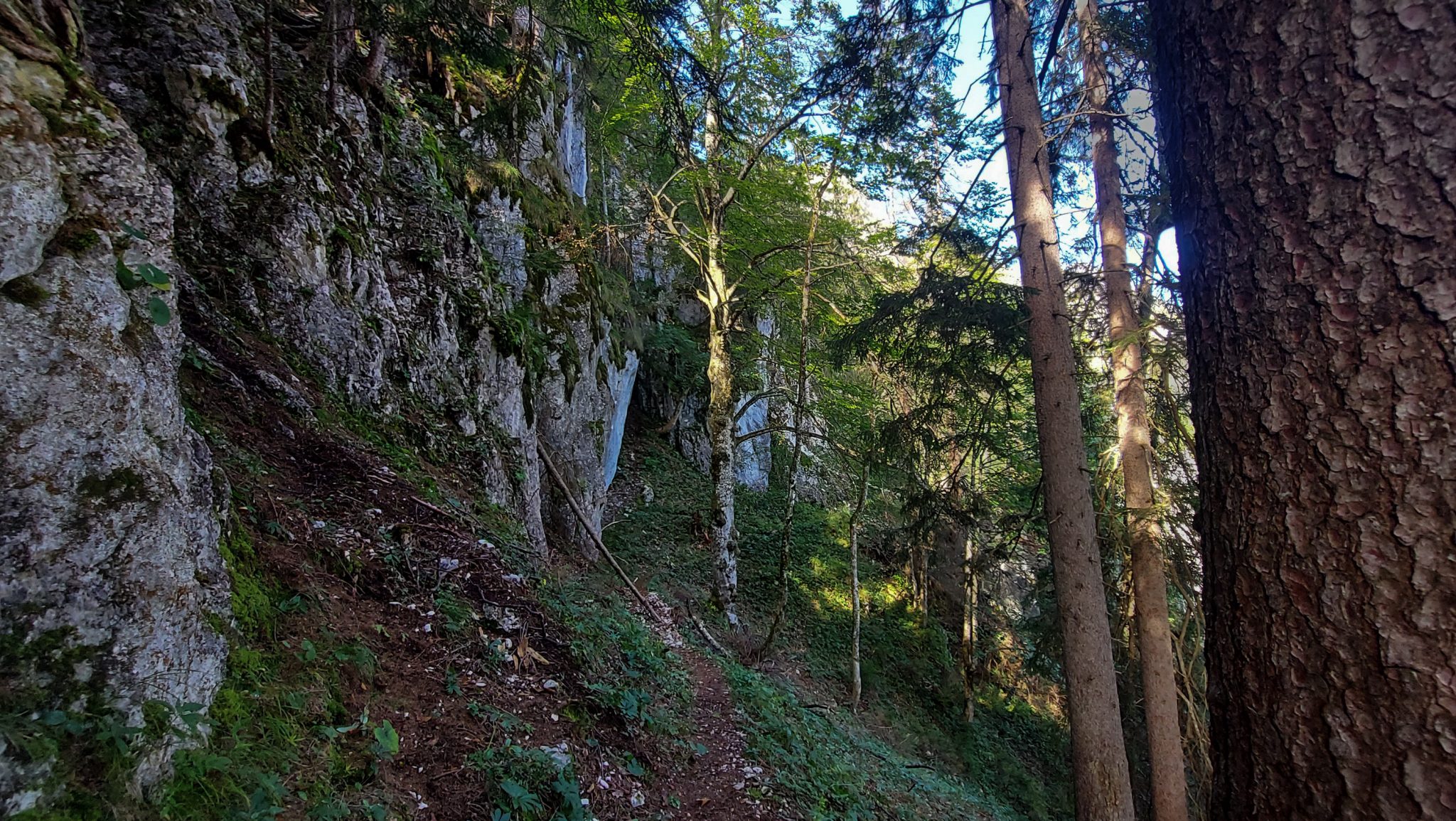Wandern im Nationalpark Gesäuse - Rundweg mit Goferhütte im Bundesland Steiermark in Österreich, Wanderweg in den Ennstaler Alpen, nach Erreichen der Goferhütte für Selbstversorger führt ein schmaler und zunehmend steiler Pfad umgeben von dichtem Wald und Felsen in Richtung der Haindlmauer im Nationalpark Gesäuse