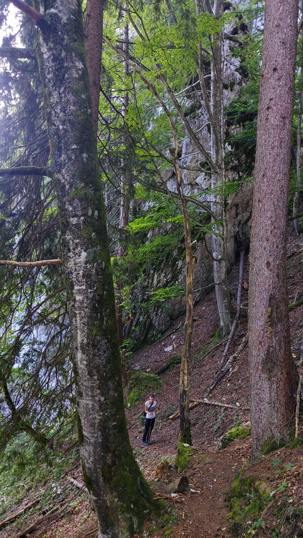 Wandern im Nationalpark Gesäuse - Rundweg mit Goferhütte im Bundesland Steiermark in Österreich, Wanderweg in den Ennstaler Alpen, nach Erreichen der Goferhütte für Selbstversorger führt ein schmaler und zunehmend steiler Pfad umgeben von Felsen und Wald in Richtung der Haindlmauer im Nationalpark Gesäuse