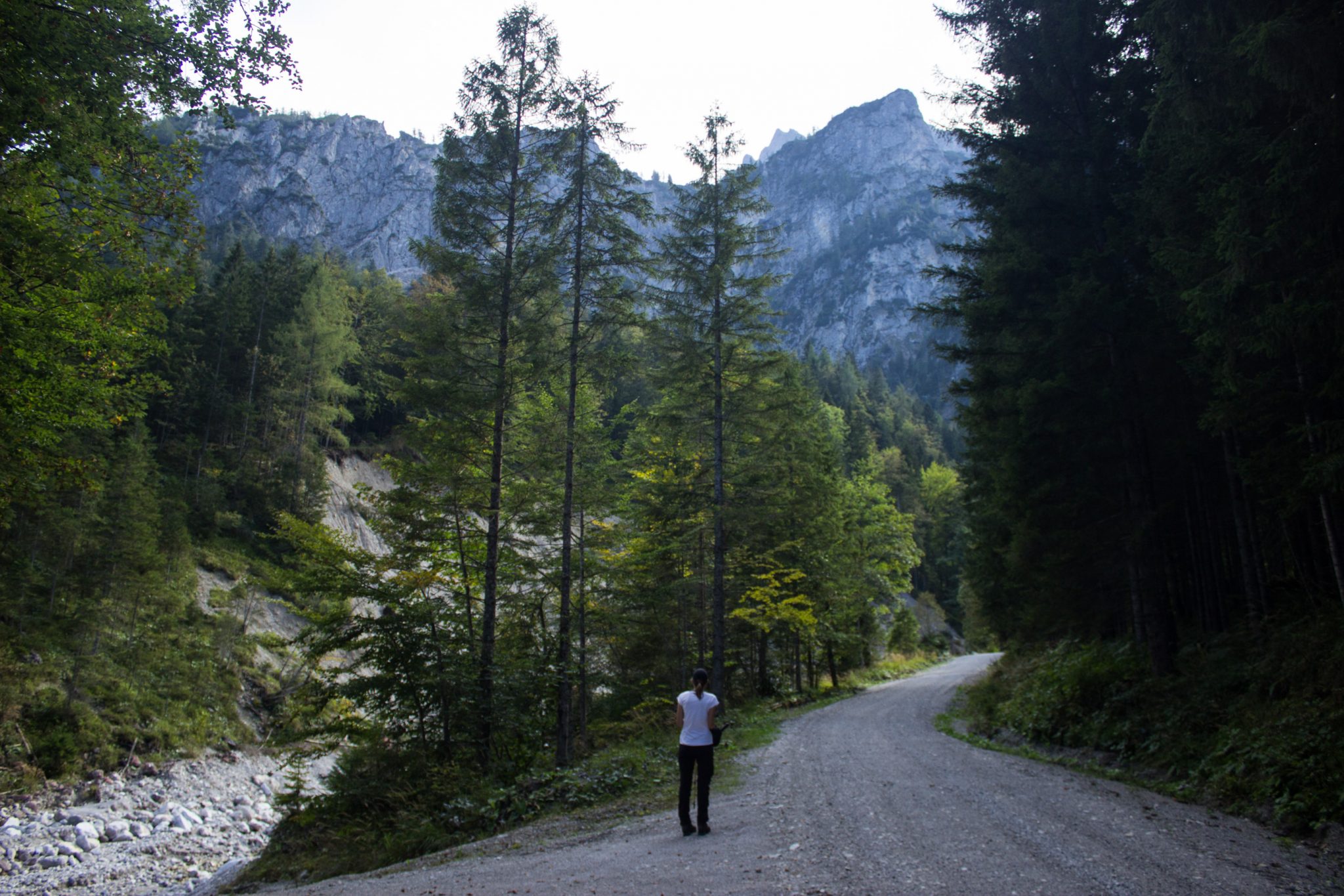 Wandern im Nationalpark Gesäuse - Rundweg mit Goferhütte im Bundesland Steiermark in Österreich, Wanderweg in den Ennstaler Alpen, nach Erreichen der Vordergoferalm geht es in Serpentinen runter ins Tal im Nationalpark Gesäuse, Wanderer auf Forststraße umgeben von Wald und Bergen
