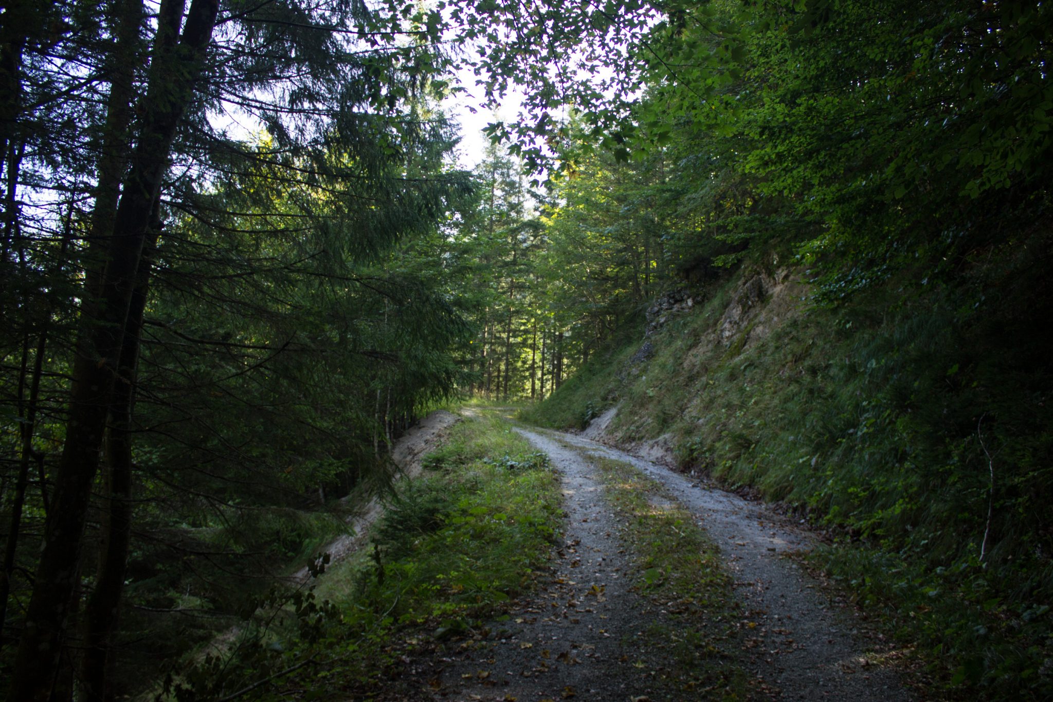 Wandern im Nationalpark Gesäuse - Rundweg mit Goferhütte im Bundesland Steiermark in Österreich, Wanderweg in den Ennstaler Alpen, mäßig steigender Wanderweg umgeben von dichtem Wald und kühlendem Schatten der Bäume beim Gofergraben
