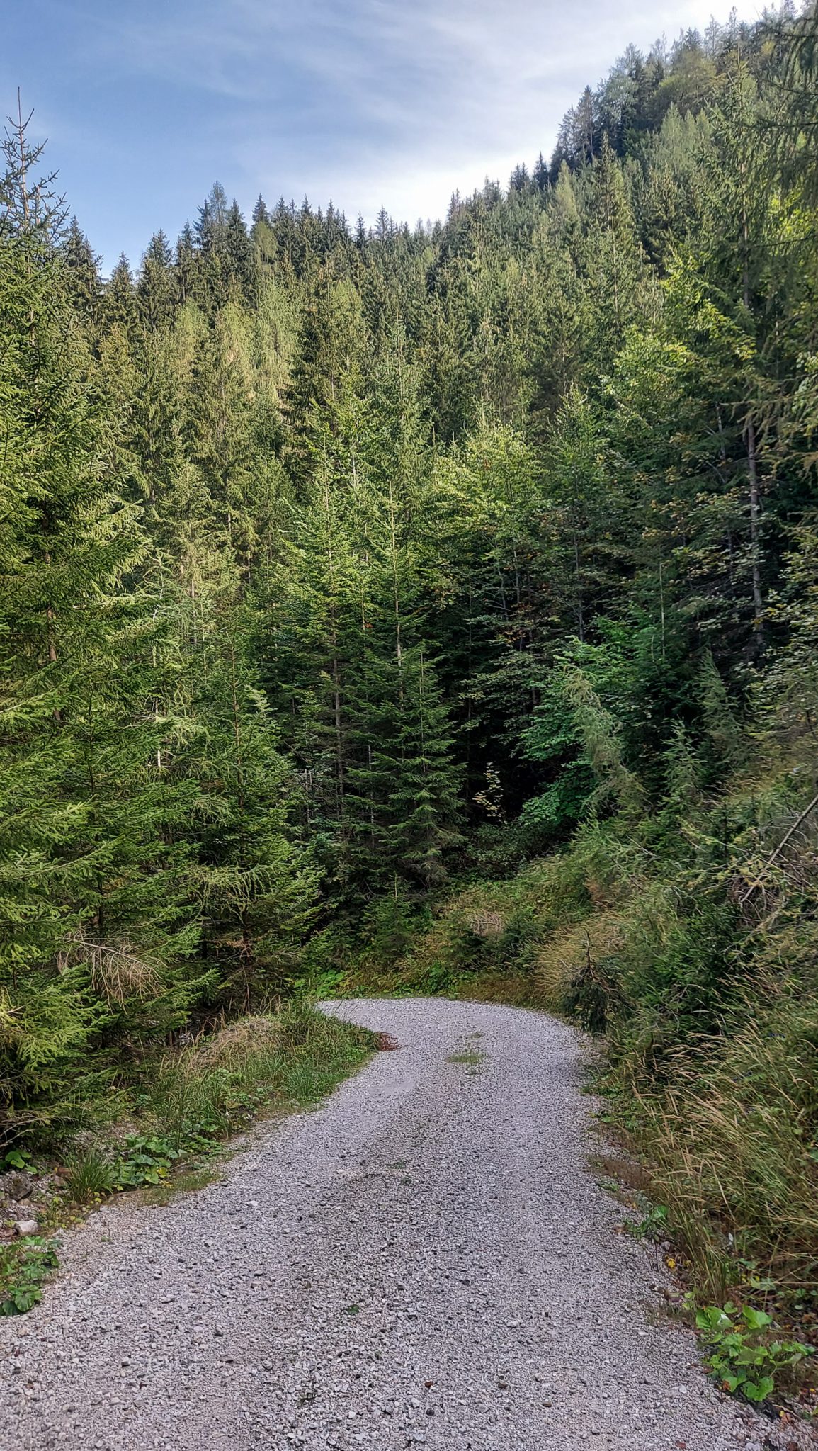 Wandern im Nationalpark Gesäuse - Rundweg mit Goferhütte im Bundesland Steiermark in Österreich, Wanderweg in den Ennstaler Alpen, nach Erreichen der Vordergoferalm geht es in Serpentinen runter ins Tal im Nationalpark Gesäuse, Wanderer auf Forststraße im Tal umgeben von dichtem Wald