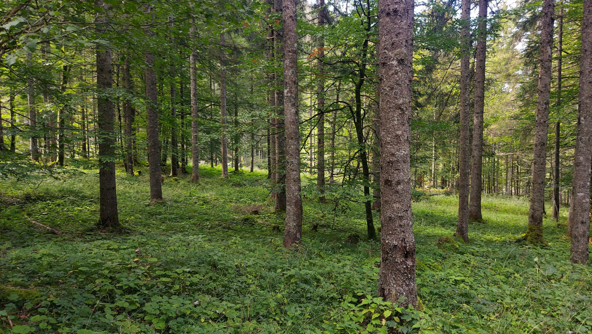Wandern im Nationalpark Gesäuse - Rundweg mit Goferhütte im Bundesland Steiermark in Österreich, Wanderweg in den Ennstaler Alpen, schöner dichter Wald, dichte Vegetation auch auf dem Waldboden