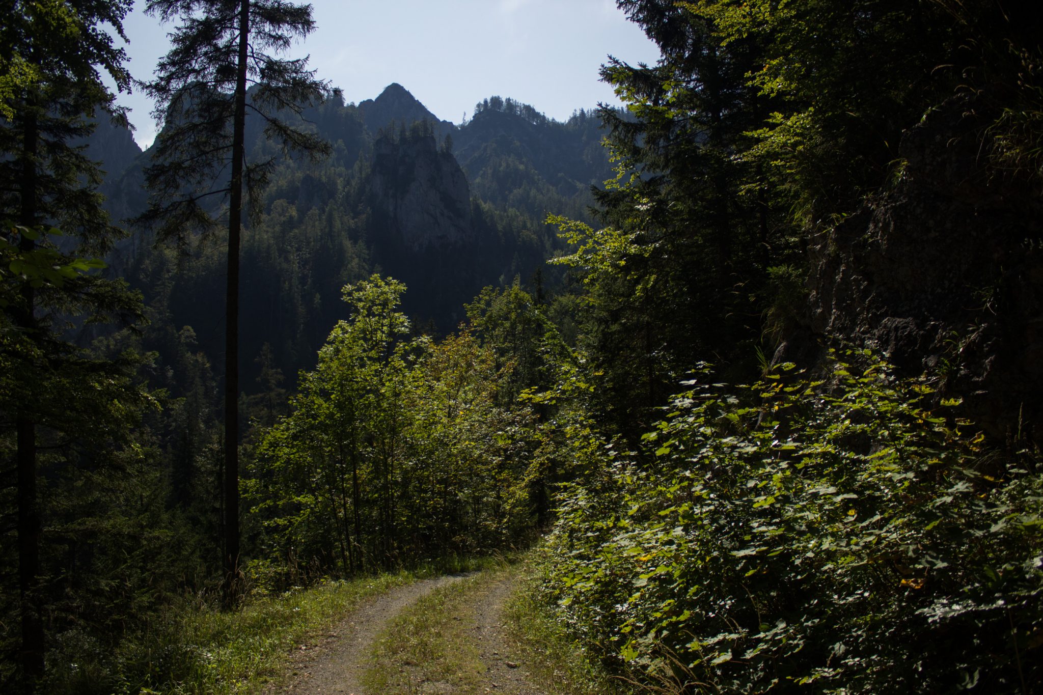 Wandern im Nationalpark Gesäuse - Rundweg mit Goferhütte im Bundesland Steiermark in Österreich, Wanderweg in den Ennstaler Alpen, mäßig steigender Wanderweg umgeben von dichtem Wald beim Gofergraben, Blick auf die Bergwelt im Nationalpark