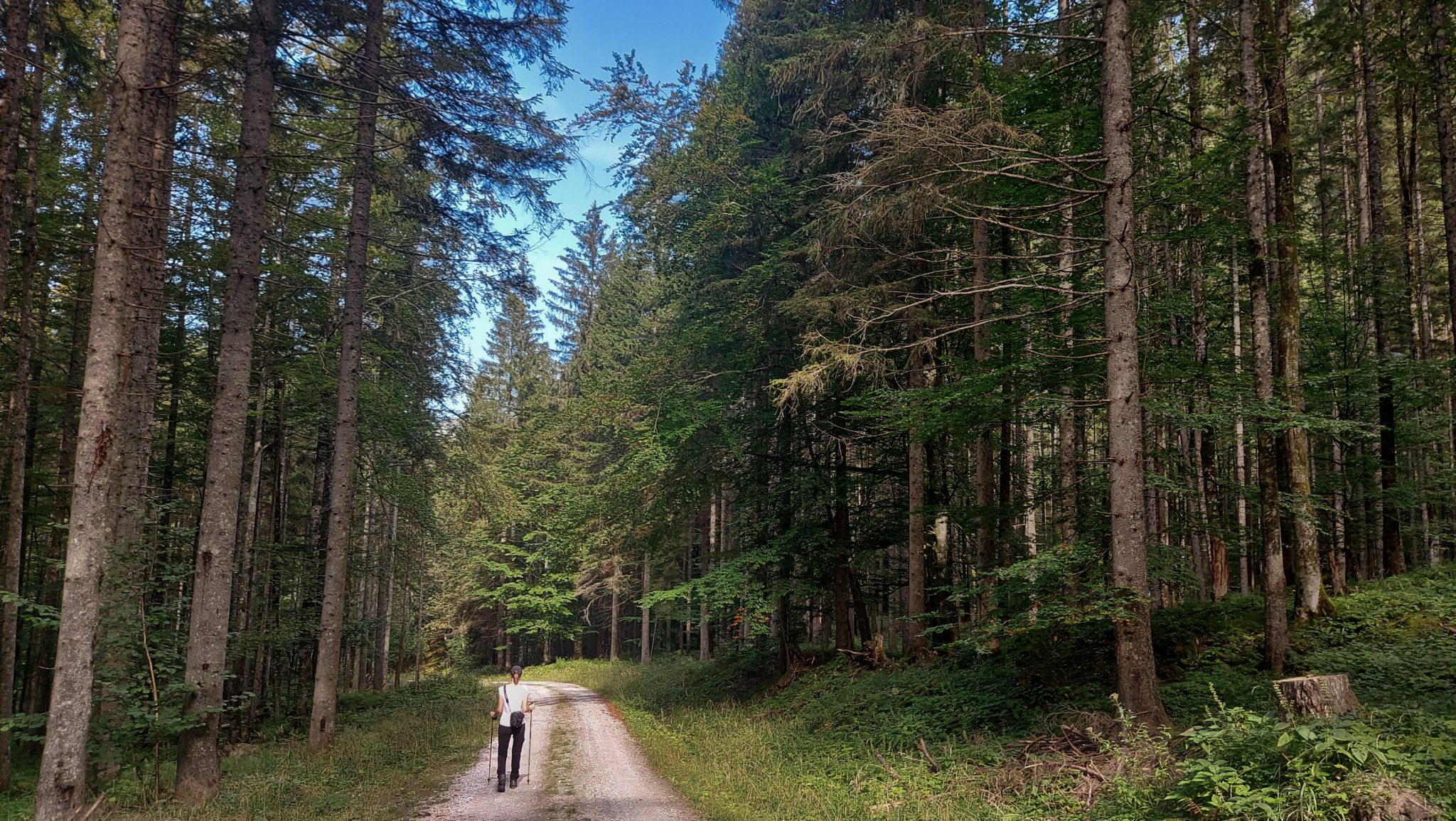 Wandern im Nationalpark Gesäuse - Rundweg mit Goferhütte im Bundesland Steiermark in Österreich, Wanderweg in den Ennstaler Alpen, nach Erreichen der Vordergoferalm geht es in Serpentinen runter ins Tal, Wanderer auf Forststraße umgeben von dichtem Wald