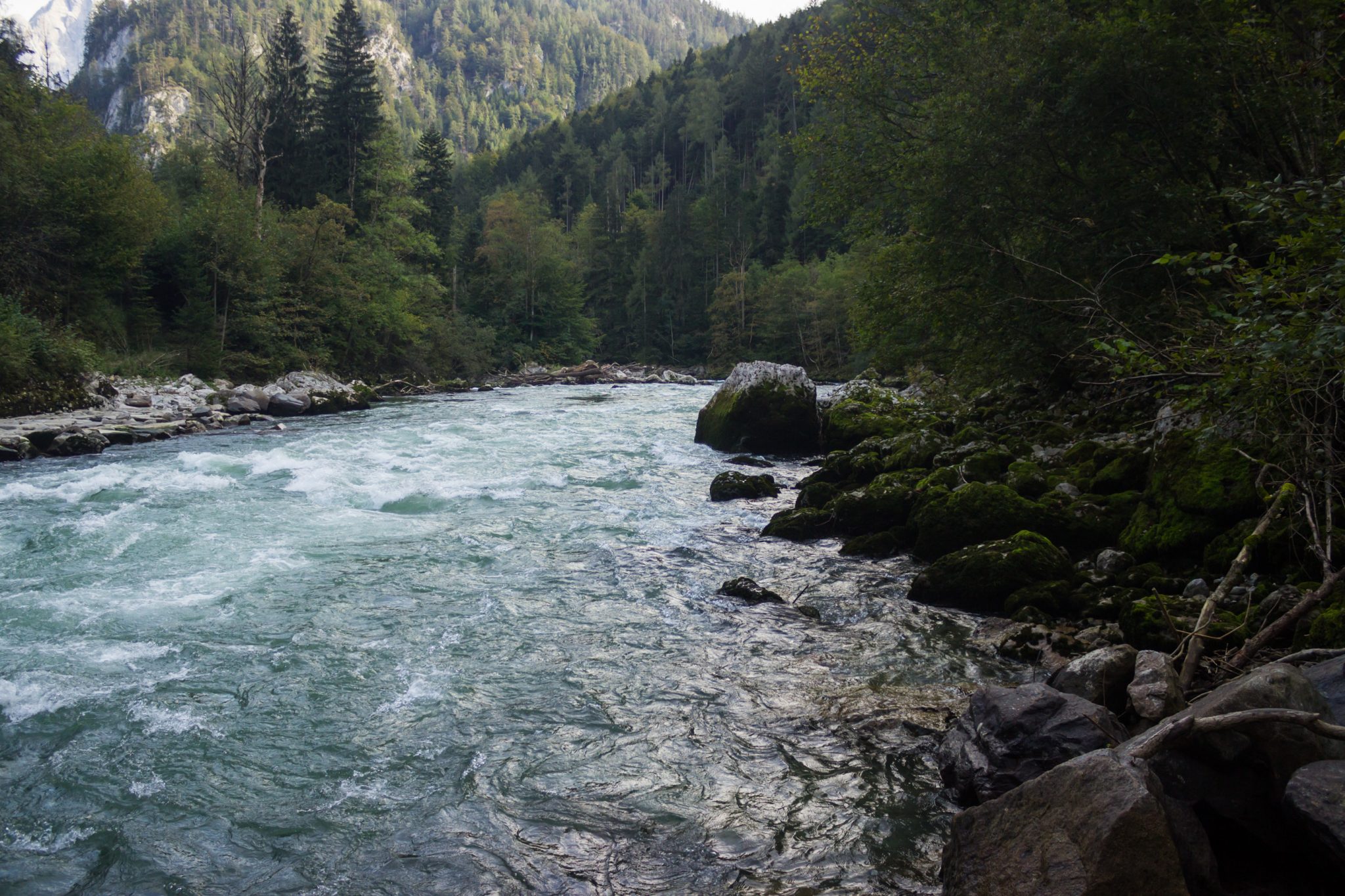Wandern im Nationalpark Gesäuse - Rundweg mit Goferhütte im Bundesland Steiermark in Österreich, Wanderweg in den Ennstaler Alpen, nach Erreichen der Gesäuse Straße muss man einige hundert Meter an der Straße entlang, Möglichkeit einen Abstecher zum Fluss Enns zu machen, umgeben von dichtem Wald und Bergen