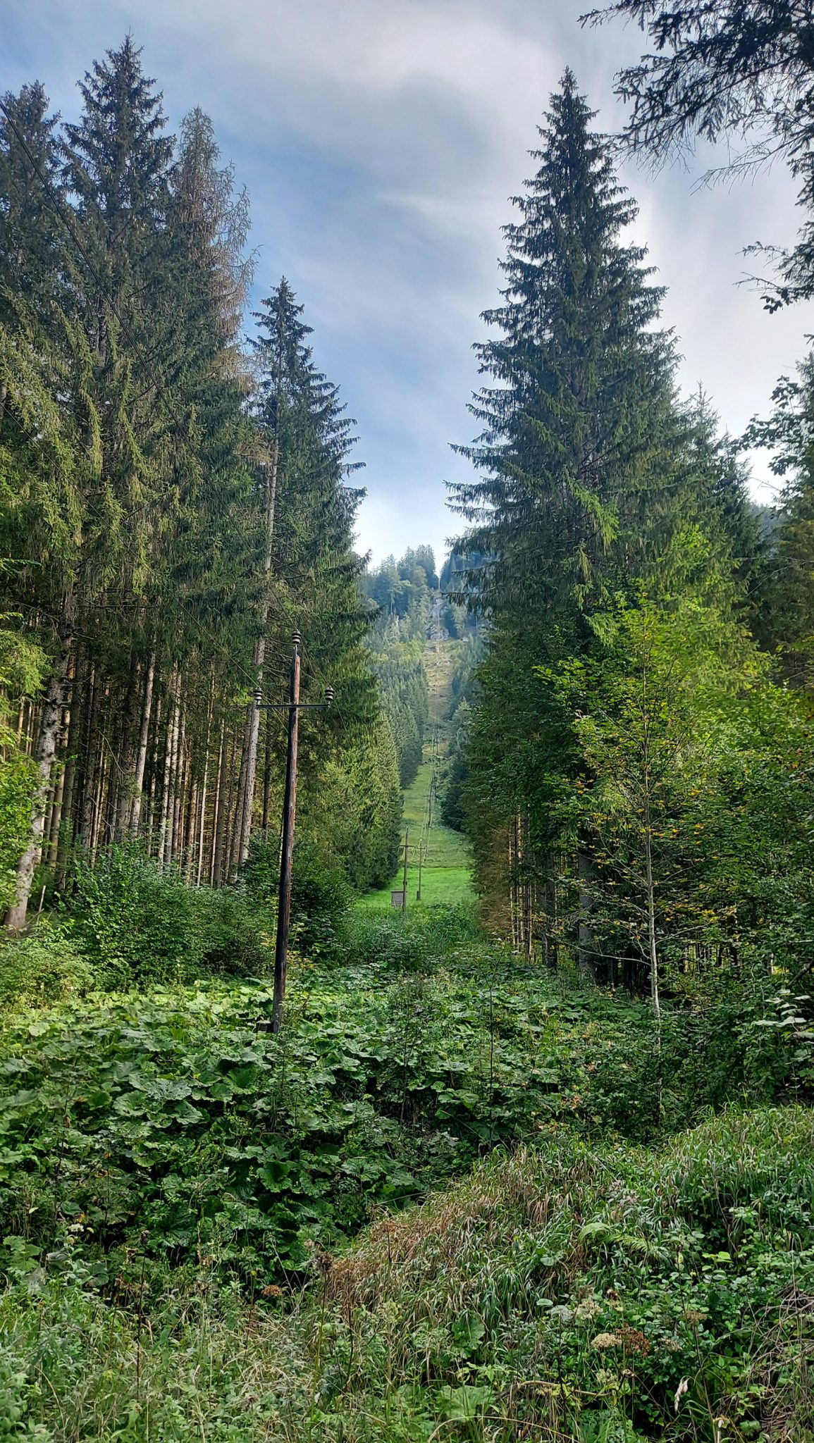 Wandern im Nationalpark Gesäuse - Rundweg mit Goferhütte im Bundesland Steiermark in Österreich, Wanderweg in den Ennstaler Alpen, Blick auf schönen dichten Wald, dichte Vegetation auch auf dem Waldboden