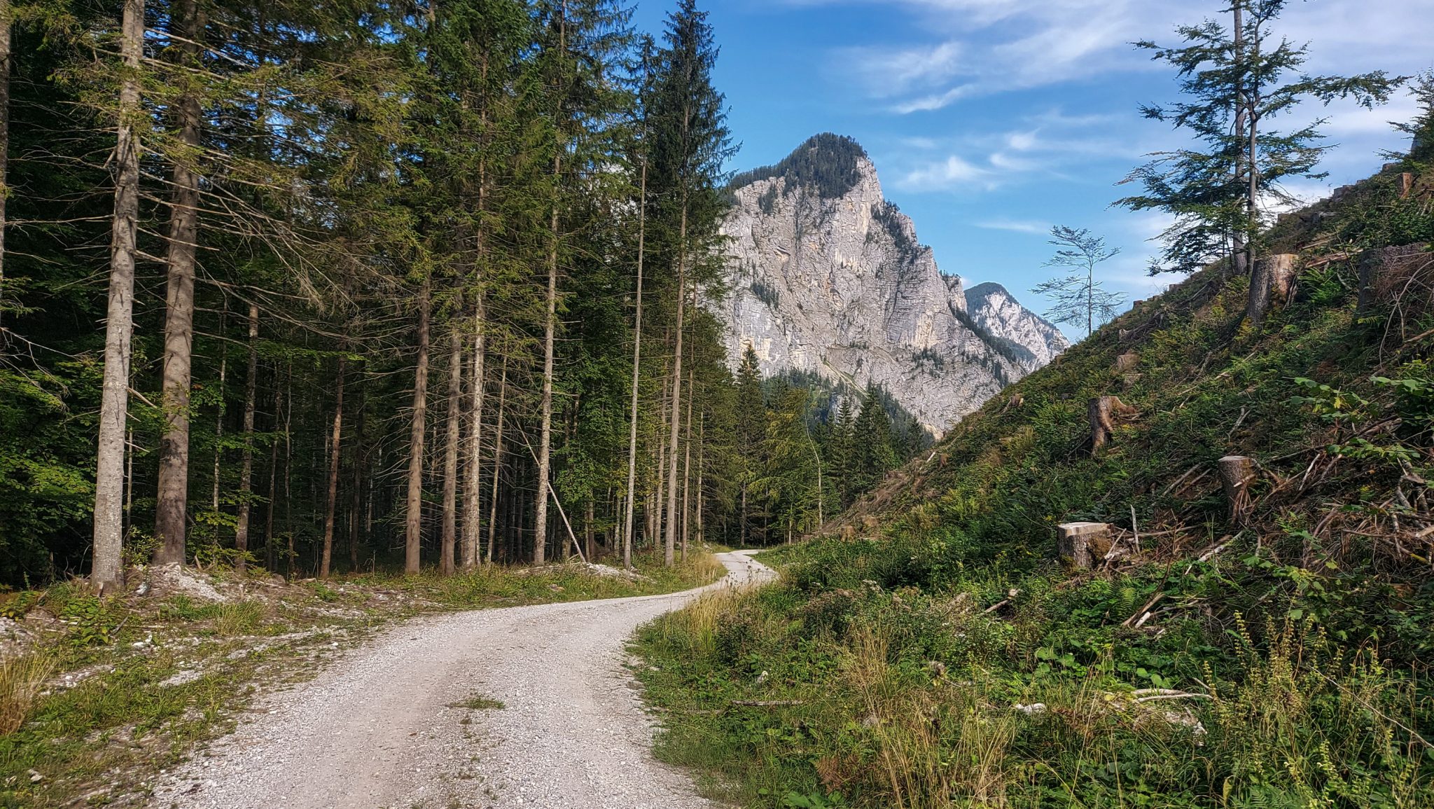 Wandern im Nationalpark Gesäuse - Rundweg mit Goferhütte im Bundesland Steiermark in Österreich, Wanderweg in den Ennstaler Alpen, nach Erreichen der Vordergoferalm geht es in Serpentinen runter ins Tal, Wanderer unterwegs auf Forststraße umgeben von dichtem Wald, in der Ferne Berge im Gesäuse