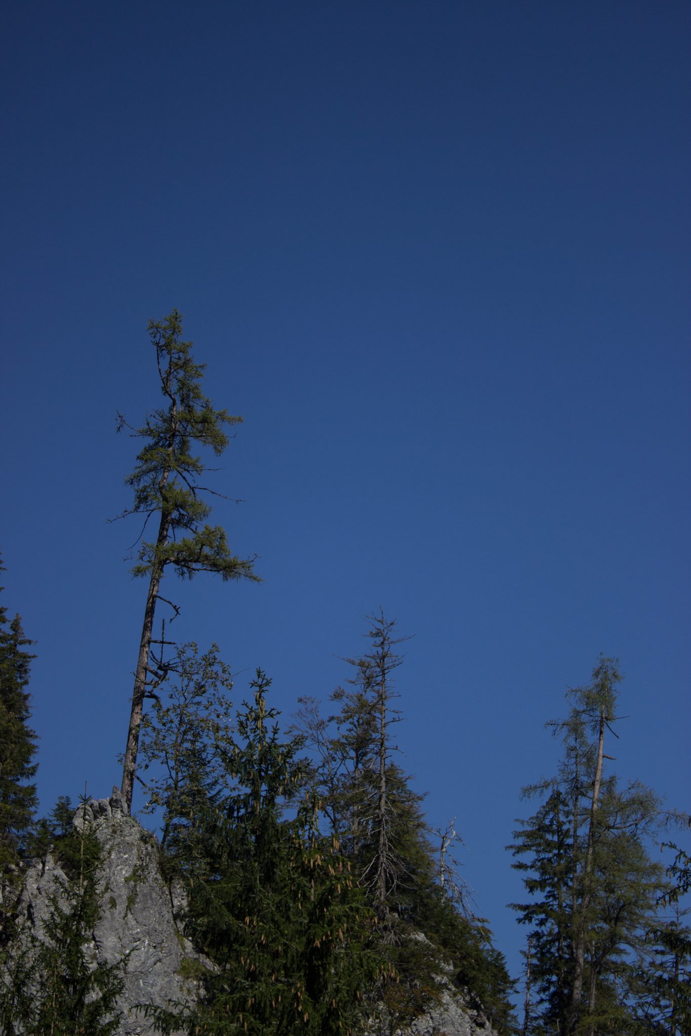 Wandern im Nationalpark Gesäuse - Rundweg mit Goferhütte im Bundesland Steiermark in Österreich, Wanderweg in den Ennstaler Alpen, einzelne Bäume wachsen auf den Felsen im Nationalpark