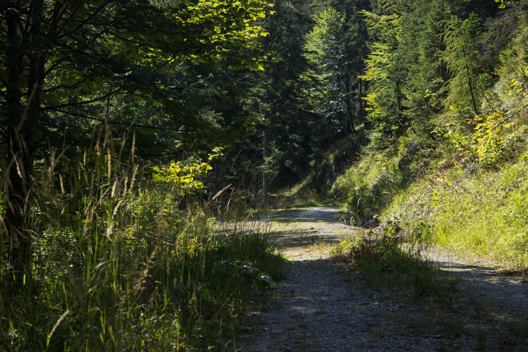 Wandern im Nationalpark Gesäuse - Rundweg mit Goferhütte im Bundesland Steiermark in Österreich, Wanderweg in den Ennstaler Alpen, mäßig steigender Wanderweg zur Goferhütte umgeben von dichtem Wald beim Gofergraben