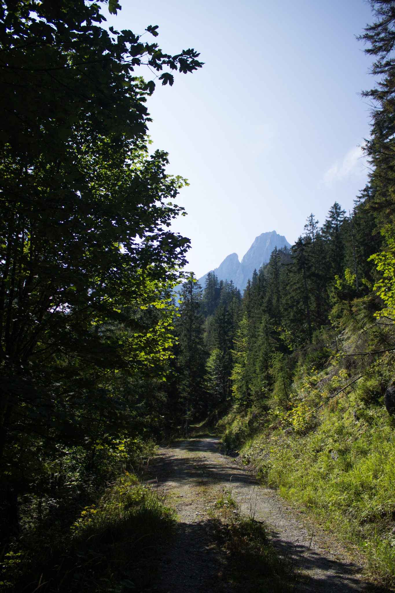 Wandern im Nationalpark Gesäuse - Rundweg mit Goferhütte im Bundesland Steiermark in Österreich, Wanderweg in den Ennstaler Alpen, mäßig steigender Wanderweg zur Goferhütte umgeben von dichtem Wald beim Gofergraben, Blick auf die Bergwelt in der Ferne im Gesäuse