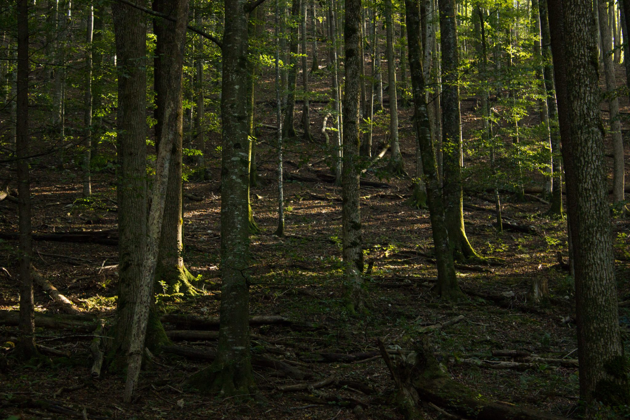 Wildnistrail Buchensteig im Nationalpark Kalkalpen, Wanderung im Reichraminger Hintergebirge, Abschnitt Wilder Graben bis Anzenbachschranken im Reichenbachtal, Buchenwald in Oberösterreich, unterwegs auf dem Wanderweg Buchensteig, umgeben von grünem und dichtem Wald aus Buchen, grüne Vegetation, sehr schöne Natur
