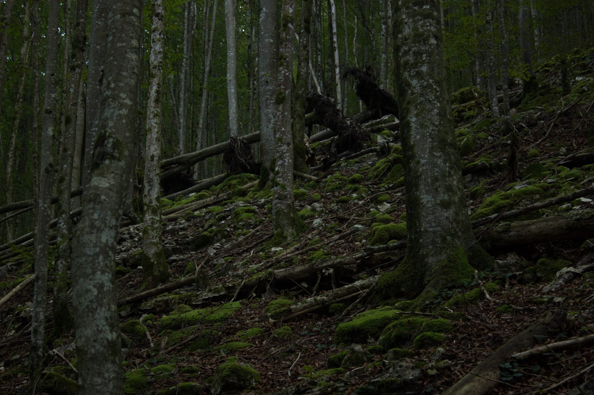 Wildnistrail Buchensteig im Nationalpark Kalkalpen, Wanderung im Reichraminger Hintergebirge, Abschnitt Wilder Graben bis Anzenbachschranken im Reichenbachtal, Buchenwald in Oberösterreich, unterwegs auf dem Wanderweg Buchensteig, umgeben von grünem und dichtem Wald aus Buchen, grüne Vegetation, sehr schöne Natur, umgefallene Bäume werden liegen gelassen im Nationalpark