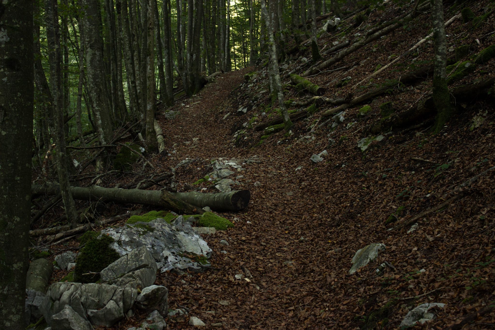 Wildnistrail Buchensteig im Nationalpark Kalkalpen, Wanderung im Reichraminger Hintergebirge, Abschnitt Wilder Graben bis Anzenbachschranken im Reichenbachtal, Buchenwald in Oberösterreich, unterwegs auf dem Wanderweg Buchensteig, umgeben von grünem und dichtem Wald aus Buchen, grüne Vegetation, sehr schöne Natur, umgefallene Bäume werden liegen gelassen im Nationalpark