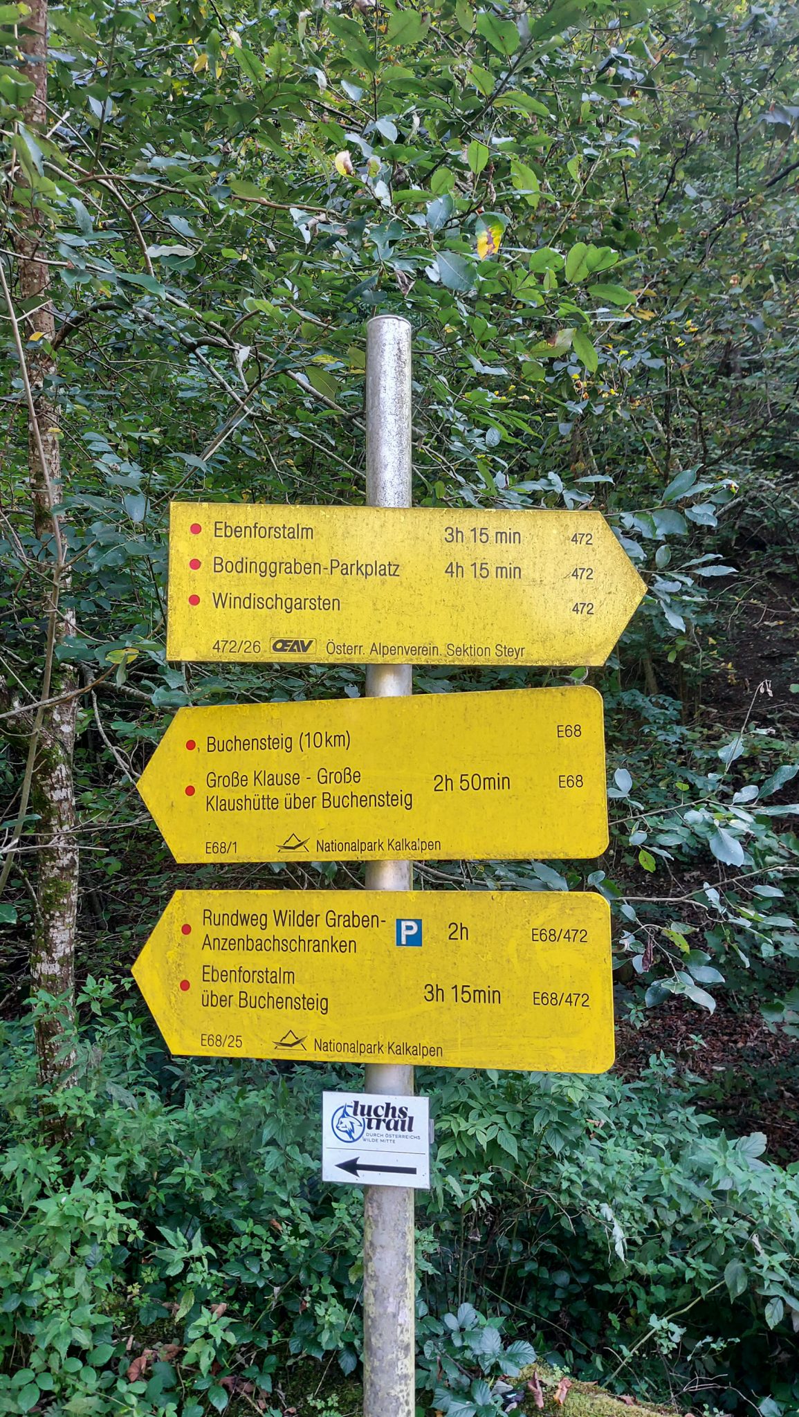 Wildnistrail Buchensteig im Nationalpark Kalkalpen, Wanderung im Reichraminger Hintergebirge, Abschnitt Wilder Graben bis Anzenbachschranken im Reichenbachtal, Buchenwald in Oberösterreich, unterwegs auf dem Wanderweg Buchensteig, umgeben von grünem und dichtem Wald aus Buchen, Ausschilderung von mehreren Wanderwegen