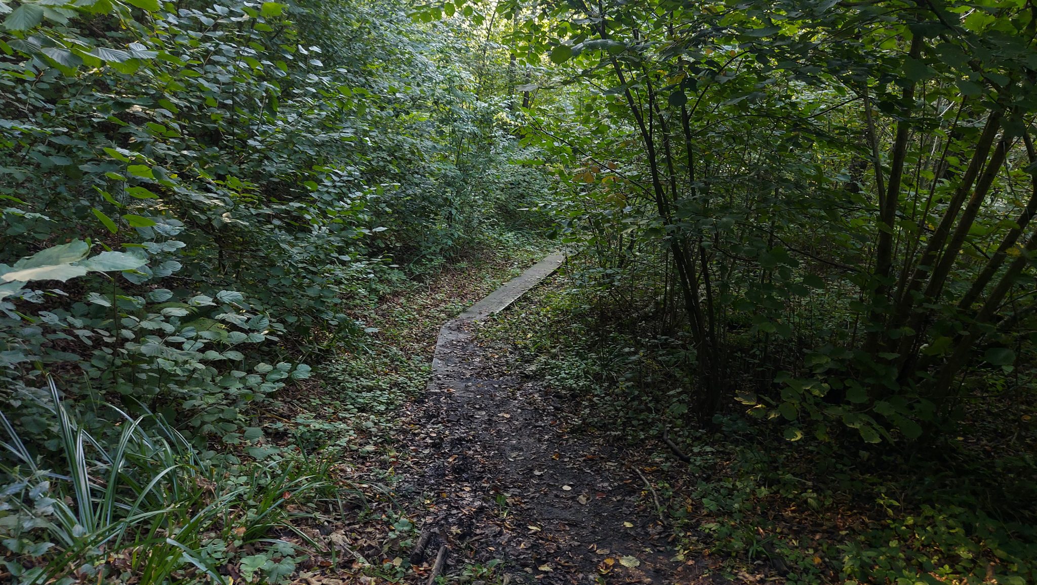 Wildnistrail Buchensteig im Nationalpark Kalkalpen, Wanderung im Reichraminger Hintergebirge, Abschnitt Wilder Graben bis Anzenbachschranken im Reichenbachtal, Buchenwald in Oberösterreich, unterwegs auf dem Wanderweg Buchensteig, umgeben von grünem und dichtem Wald aus Buchen, grüne Vegetation, sehr schöne Natur, kurze Abschnitte des Weges sind mit einem Holzsteg befestigt zum Schutz der Vegetation