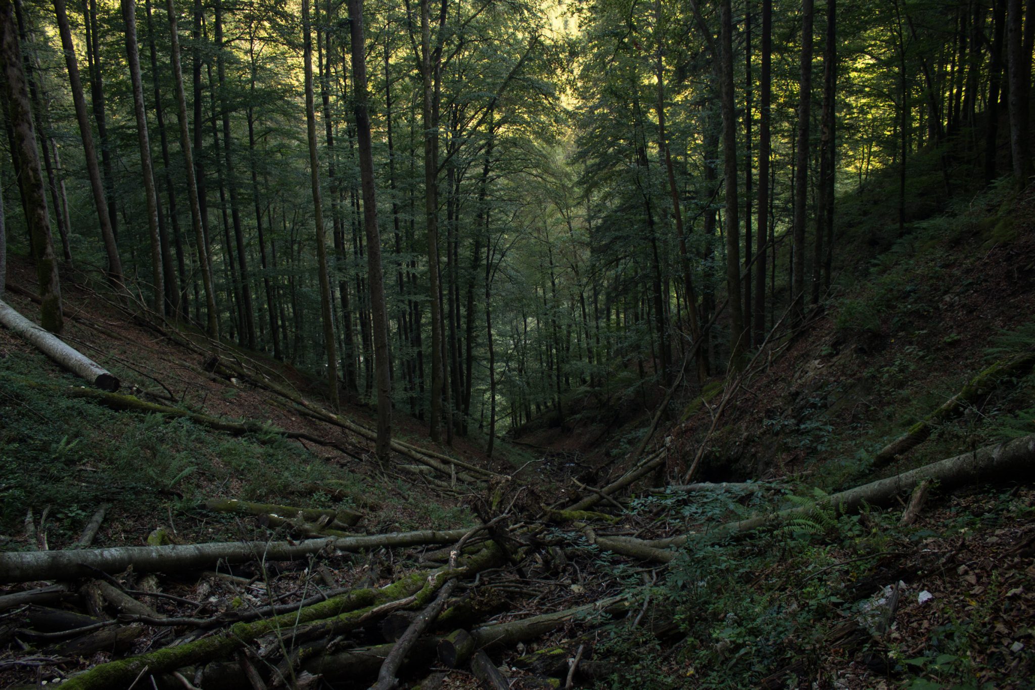 Wildnistrail Buchensteig im Nationalpark Kalkalpen, Wanderung im Reichraminger Hintergebirge, Abschnitt Wilder Graben bis Anzenbachschranken im Reichenbachtal, Buchenwald in Oberösterreich, unterwegs auf dem Wanderweg Buchensteig, umgeben von grünem und dichtem Wald aus Buchen, grüne Vegetation, sehr schöne Natur, umgefallene Bäume werden liegen gelassen im Nationalpark