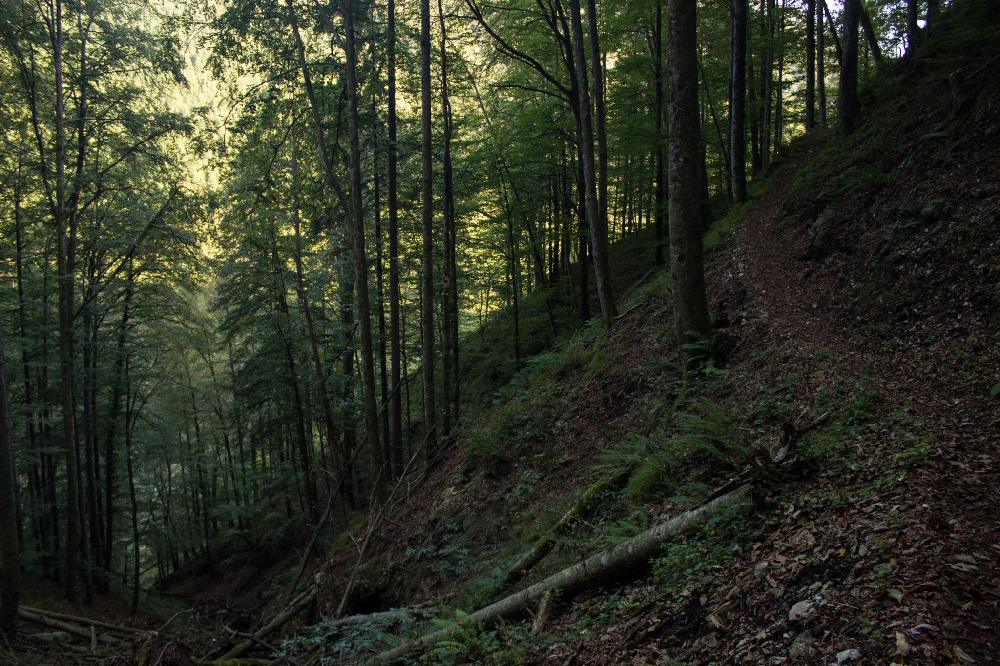 Wildnistrail Buchensteig im Nationalpark Kalkalpen, Wanderung im Reichraminger Hintergebirge, Abschnitt Wilder Graben bis Anzenbachschranken im Reichenbachtal, Buchenwald in Oberösterreich, unterwegs auf dem Wanderweg Buchensteig, umgeben von grünem und dichtem Wald aus Buchen, grüne Vegetation, sehr schöne Natur, umgefallene Bäume werden liegen gelassen im Nationalpark