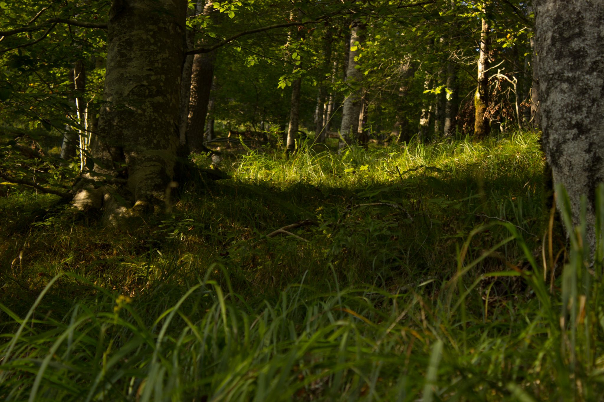 Wildnistrail Buchensteig im Nationalpark Kalkalpen, Wanderung im Reichraminger Hintergebirge, Abschnitt Wilder Graben bis Anzenbachschranken im Reichenbachtal, Buchenwald in Oberösterreich, unterwegs auf dem Wanderweg Buchensteig, umgeben von grünem und dichtem Wald aus Buchen, grüne Vegetation, sehr schöne Natur, Sonnenlicht zaubert schöne Lichtmomente im Wald
