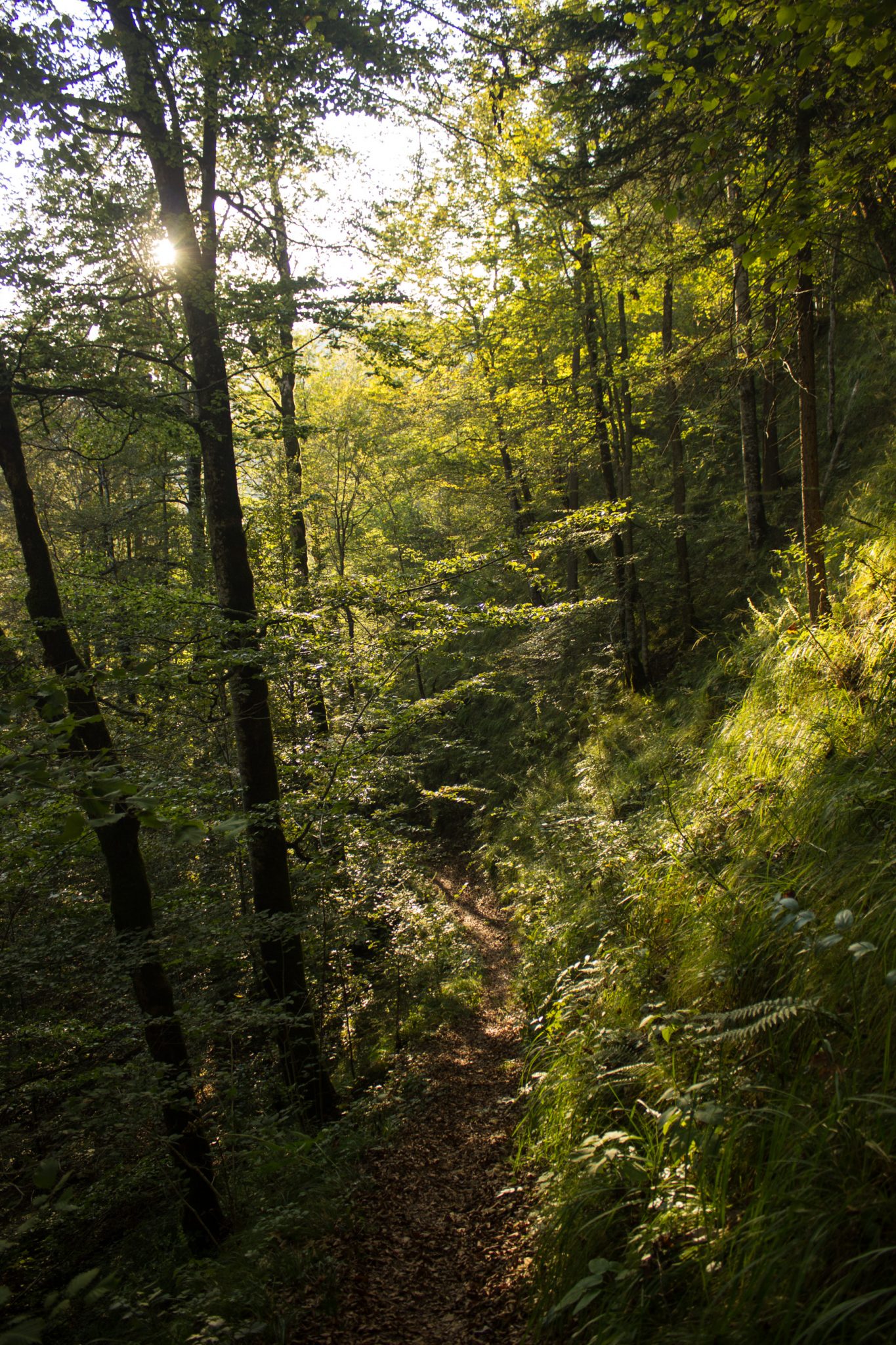 Wildnistrail Buchensteig im Nationalpark Kalkalpen, Wanderung im Reichraminger Hintergebirge, Abschnitt Wilder Graben bis Anzenbachschranken im Reichenbachtal, Buchenwald in Oberösterreich, unterwegs auf dem Wanderweg Buchensteig, umgeben von grünem und dichtem Wald aus Buchen, grüne Vegetation, sehr schöne Natur, Sonnenlicht zaubert schöne Lichtmomente im Wald