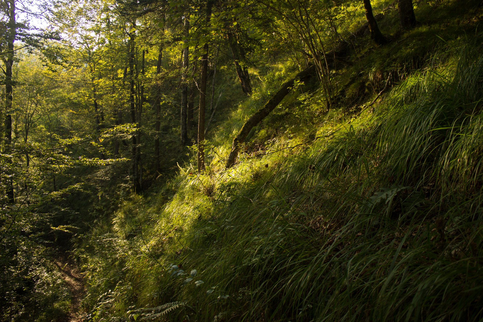 Wildnistrail Buchensteig im Nationalpark Kalkalpen, Wanderung im Reichraminger Hintergebirge, Abschnitt Wilder Graben bis Anzenbachschranken im Reichenbachtal, Buchenwald in Oberösterreich, unterwegs auf dem Wanderweg Buchensteig, umgeben von grünem und dichtem Wald aus Buchen, grüne Vegetation, sehr schöne Natur, Sonnenlicht zaubert schöne Lichtmomente im Wald