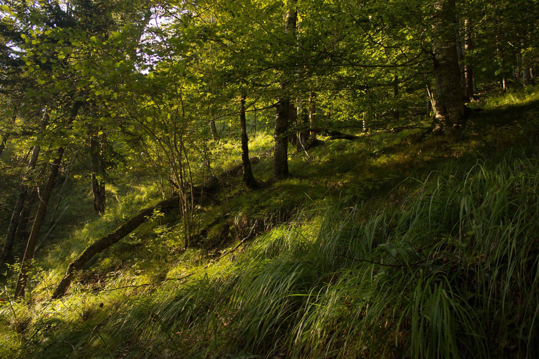 Wildnistrail Buchensteig im Nationalpark Kalkalpen, Wanderung im Reichraminger Hintergebirge, Abschnitt Wilder Graben bis Anzenbachschranken im Reichenbachtal, Buchenwald in Oberösterreich, unterwegs auf dem Wanderweg Buchensteig, umgeben von grünem und dichtem Wald aus Buchen, grüne Vegetation, sehr schöne Natur, Sonnenlicht zaubert schöne Lichtmomente im Wald