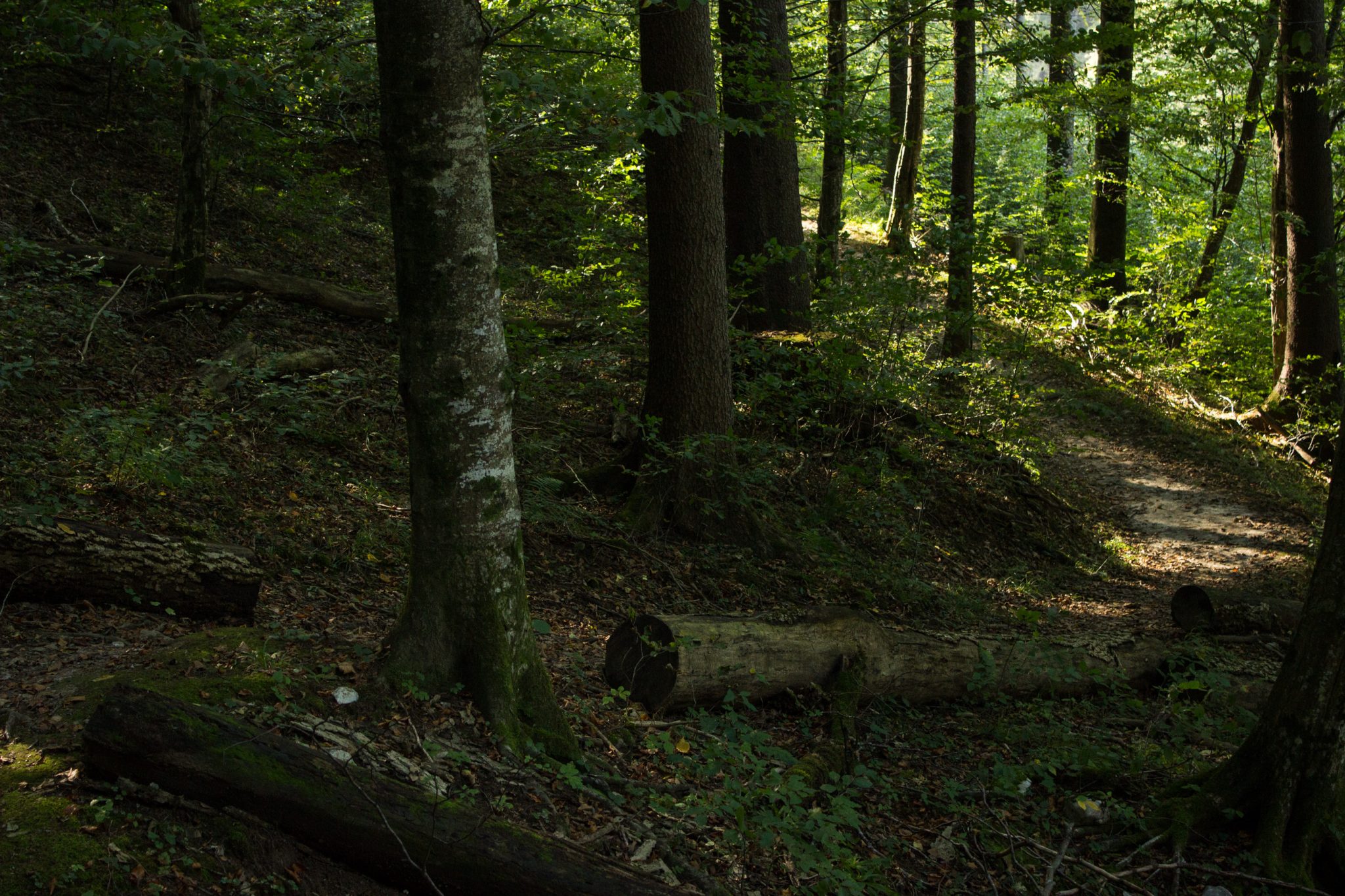 Wildnistrail Buchensteig im Nationalpark Kalkalpen, Wanderung im Reichraminger Hintergebirge, Abschnitt Wilder Graben bis Anzenbachschranken im Reichenbachtal, Buchenwald in Oberösterreich, Blick auf den Wanderweg Buchensteig, umgeben von grünem und dichtem Wald aus Buchen, grüne Vegetation, sehr schöne Natur