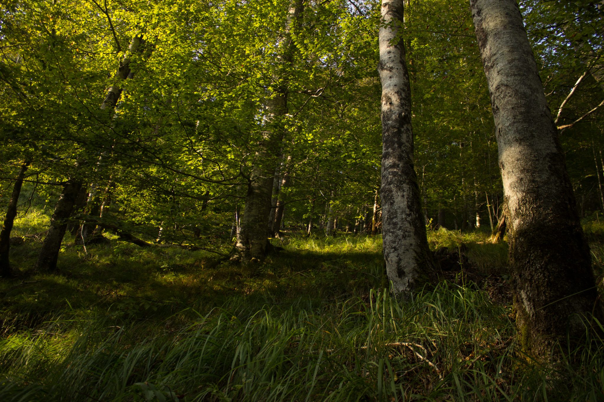 Wildnistrail Buchensteig im Nationalpark Kalkalpen, Wanderung im Reichraminger Hintergebirge, Abschnitt Wilder Graben bis Anzenbachschranken im Reichenbachtal, Buchenwald in Oberösterreich, unterwegs auf dem Wanderweg Buchensteig, umgeben von grünem und dichtem Wald aus Buchen, grüne Vegetation, sehr schöne Natur, Sonnenlicht zaubert schöne Lichtmomente im Wald