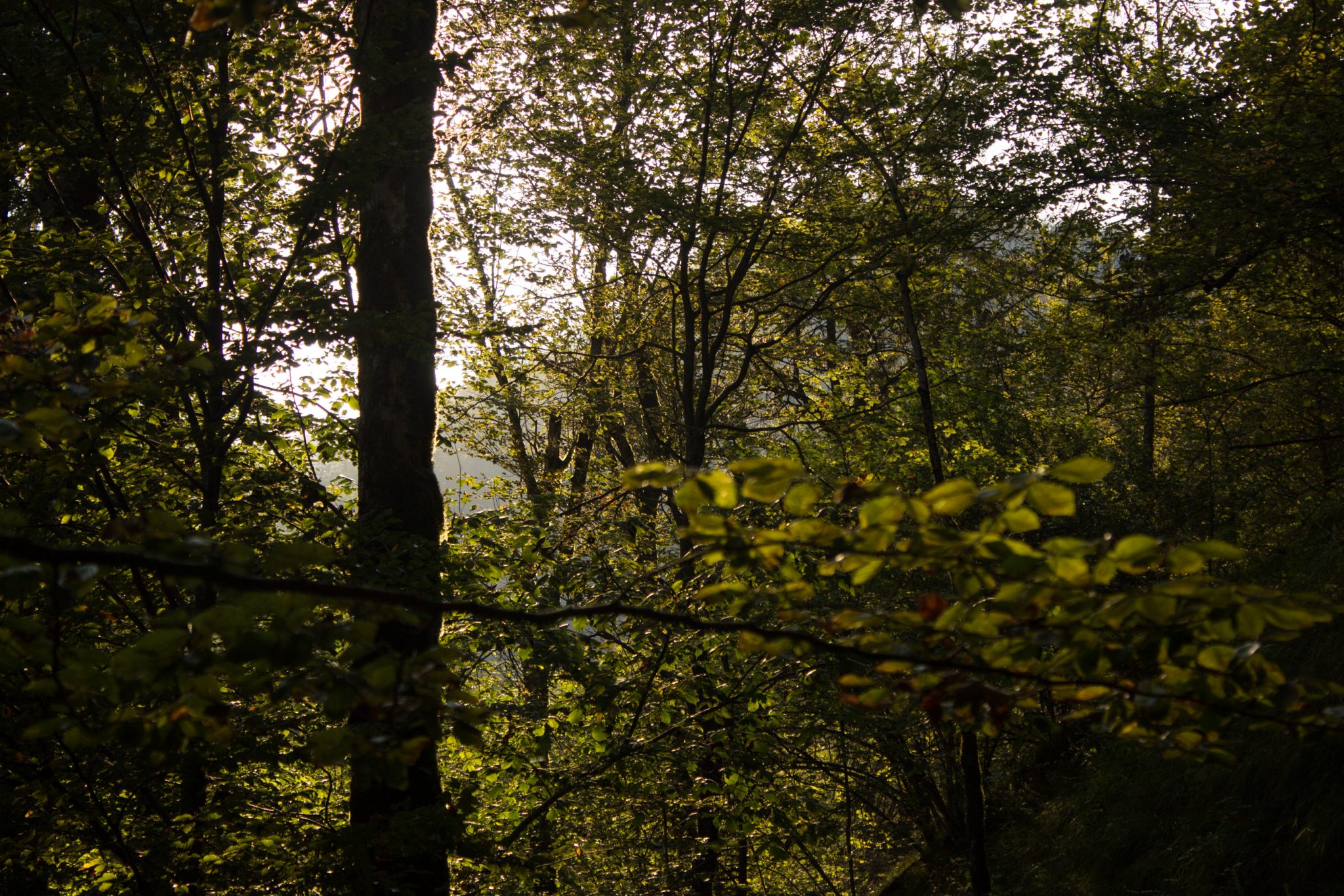 Wildnistrail Buchensteig im Nationalpark Kalkalpen, Wanderung im Reichraminger Hintergebirge, Abschnitt Wilder Graben bis Anzenbachschranken im Reichenbachtal, Buchenwald in Oberösterreich, unterwegs auf dem Wanderweg Buchensteig, umgeben von grünem und dichtem Wald aus Buchen, grüne Vegetation, sehr schöne Natur, Sonnenlicht zaubert schöne Lichtmomente im Wald