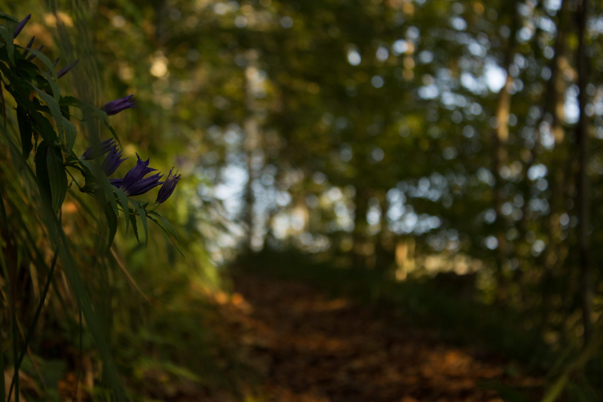 Wildnistrail Buchensteig im Nationalpark Kalkalpen, Wanderung im Reichraminger Hintergebirge, Abschnitt Wilder Graben bis Anzenbachschranken im Reichenbachtal, Buchenwald in Oberösterreich, unterwegs auf dem Wanderweg Buchensteig, umgeben von grünem und dichtem Wald aus Buchen, grüne Vegetation, sehr schöne Natur, Sonnenlicht zaubert schöne Lichtmomente im Wald, kleine Blume am Wegesrand