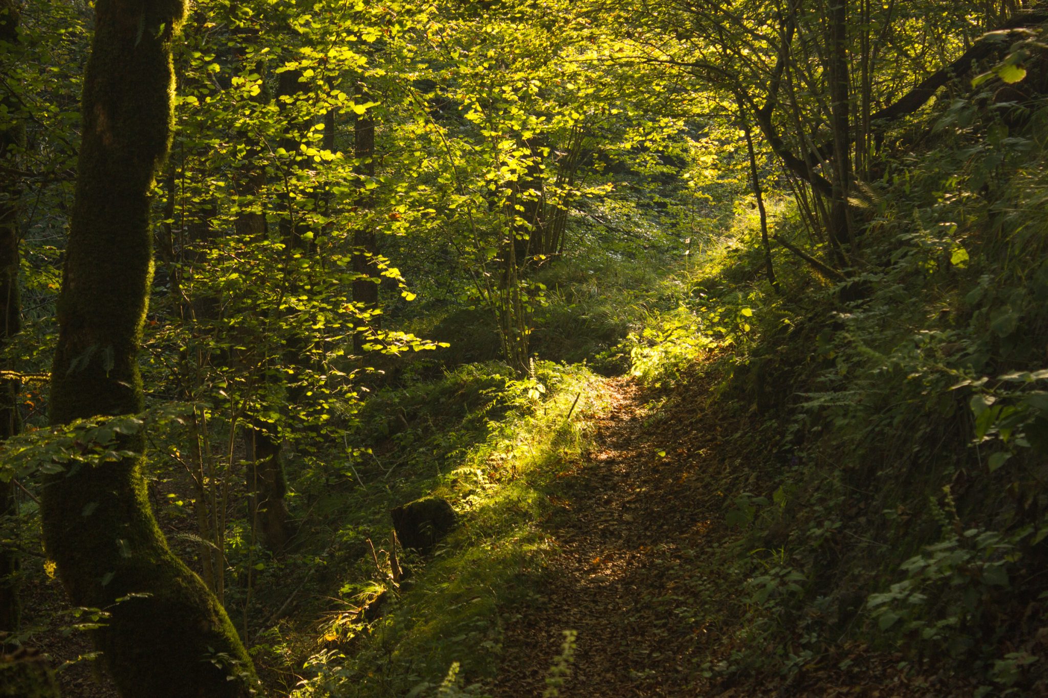 Wildnistrail Buchensteig im Nationalpark Kalkalpen, Wanderung im Reichraminger Hintergebirge, Abschnitt Wilder Graben bis Anzenbachschranken im Reichenbachtal, Buchenwald in Oberösterreich, unterwegs auf dem Wanderweg Buchensteig, umgeben von grünem und dichtem Wald aus Buchen, grüne Vegetation, sehr schöne Natur, Sonnenlicht zaubert schöne Lichtmomente im Wald