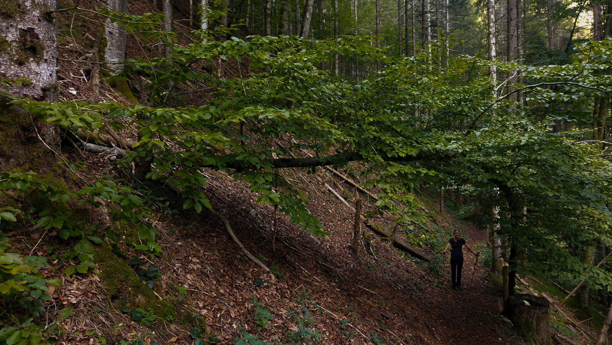 Wildnistrail Buchensteig im Nationalpark Kalkalpen, Wanderung im Reichraminger Hintergebirge, Abschnitt Wilder Graben bis Anzenbachschranken im Reichenbachtal, Buchenwald in Oberösterreich, Blick auf den Wanderweg Buchensteig entlang eines Berghangs, Wanderer umgeben von grünem und dichtem Wald aus Buchen, grüne Vegetation, sehr schöne Natur