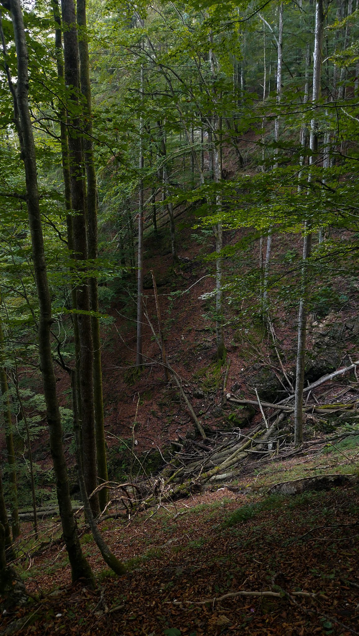 Wildnistrail Buchensteig im Nationalpark Kalkalpen, Wanderung im Reichraminger Hintergebirge, Abschnitt Wilder Graben bis Anzenbachschranken im Reichenbachtal, Buchenwald in Oberösterreich, Blick vom Wanderweg Buchensteig entlang eines Berghangs, umgeben von grünem und dichtem Wald aus Buchen, grüne Vegetation, sehr schöne Natur