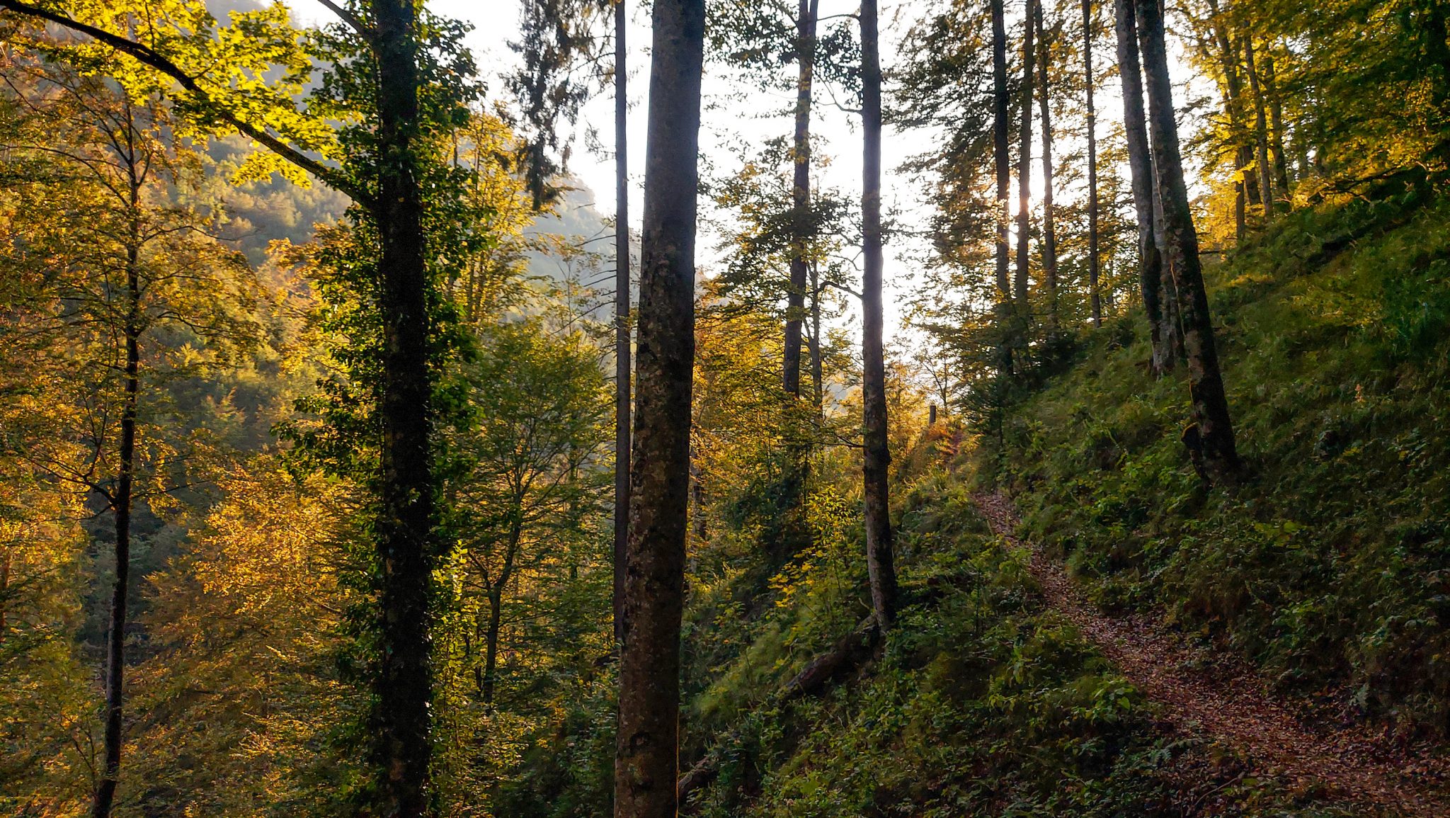 Wildnistrail Buchensteig im Nationalpark Kalkalpen, Wanderung im Reichraminger Hintergebirge, Abschnitt Wilder Graben bis Anzenbachschranken im Reichenbachtal, Buchenwald in Oberösterreich, unterwegs auf dem Wanderweg Buchensteig entlang eines Berghangs, umgeben von grünem und dichtem Wald aus Buchen, grüne Vegetation, sehr schöne Natur, Sonnenlicht zaubert schöne Lichtmomente im Wald