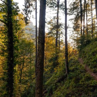Wildnistrail Buchensteig im Nationalpark Kalkalpen, Wanderung im Reichraminger Hintergebirge, Abschnitt Wilder Graben bis Anzenbachschranken im Reichenbachtal, Buchenwald in Oberösterreich, unterwegs auf dem Wanderweg Buchensteig entlang eines Berghangs, umgeben von grünem und dichtem Wald aus Buchen, grüne Vegetation, sehr schöne Natur, Sonnenlicht zaubert schöne Lichtmomente im Wald