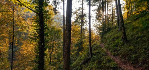 Wildnistrail Buchensteig im Nationalpark Kalkalpen, Wanderung im Reichraminger Hintergebirge, Abschnitt Wilder Graben bis Anzenbachschranken im Reichenbachtal, Buchenwald in Oberösterreich, unterwegs auf dem Wanderweg Buchensteig entlang eines Berghangs, umgeben von grünem und dichtem Wald aus Buchen, grüne Vegetation, sehr schöne Natur, Sonnenlicht zaubert schöne Lichtmomente im Wald