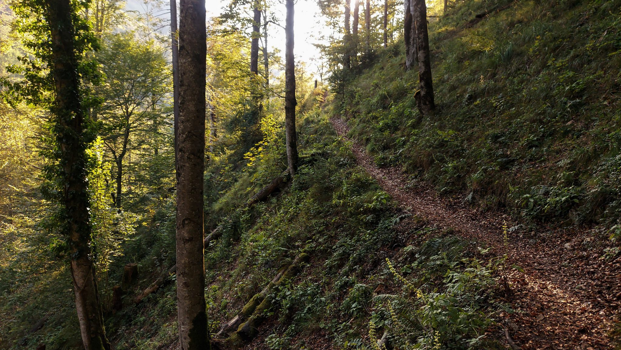 Wildnistrail Buchensteig im Nationalpark Kalkalpen, Wanderung im Reichraminger Hintergebirge, Abschnitt Wilder Graben bis Anzenbachschranken im Reichenbachtal, Buchenwald in Oberösterreich, unterwegs auf dem Wanderweg Buchensteig, umgeben von grünem und dichtem Wald aus Buchen, grüne Vegetation, sehr schöne Natur, Sonnenlicht zaubert schöne Lichtmomente im Wald