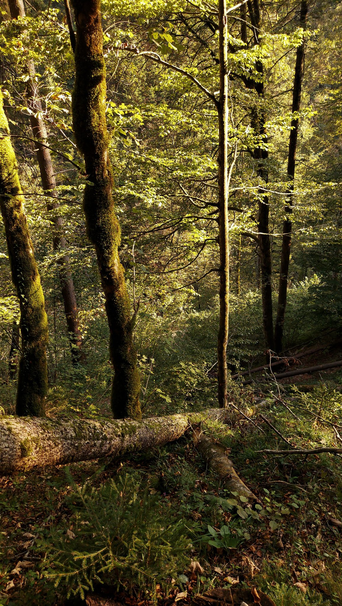 Wildnistrail Buchensteig im Nationalpark Kalkalpen, Wanderung im Reichraminger Hintergebirge, Abschnitt Wilder Graben bis Anzenbachschranken im Reichenbachtal, Buchenwald in Oberösterreich, unterwegs auf dem Wanderweg Buchensteig, umgeben von grünem und dichtem Wald aus Buchen, grüne Vegetation, sehr schöne Natur, Sonnenlicht zaubert schöne Lichtmomente im Wald