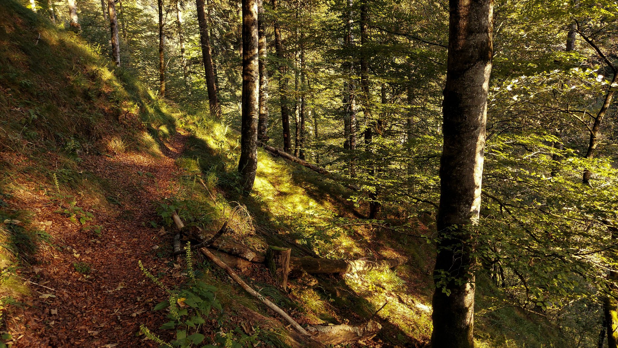 Wildnistrail Buchensteig im Nationalpark Kalkalpen, Wanderung im Reichraminger Hintergebirge, Abschnitt Wilder Graben bis Anzenbachschranken im Reichenbachtal, Buchenwald in Oberösterreich, unterwegs auf dem Wanderweg Buchensteig, umgeben von grünem und dichtem Wald aus Buchen, grüne Vegetation, sehr schöne Natur, Sonnenlicht zaubert schöne Lichtmomente im Wald