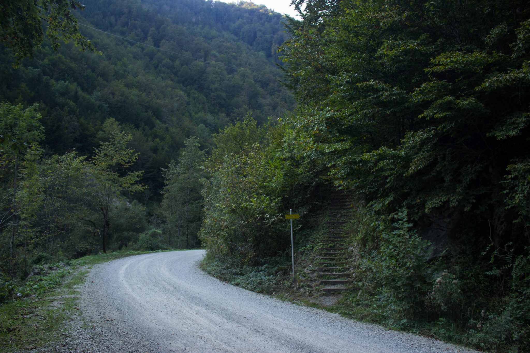 Wildnistrail Buchensteig im Nationalpark Kalkalpen, Wanderung im Reichraminger Hintergebirge, Abschnitt Wilder Graben bis Anzenbachschranken im Reichenbachtal, Buchenwald in Oberösterreich, umgeben von grünem und dichtem Wald, grüne Vegetation, sehr schöne Natur, unterwegs auf dem Wanderweg Buchensteig, Überquerung eines breiten Weges