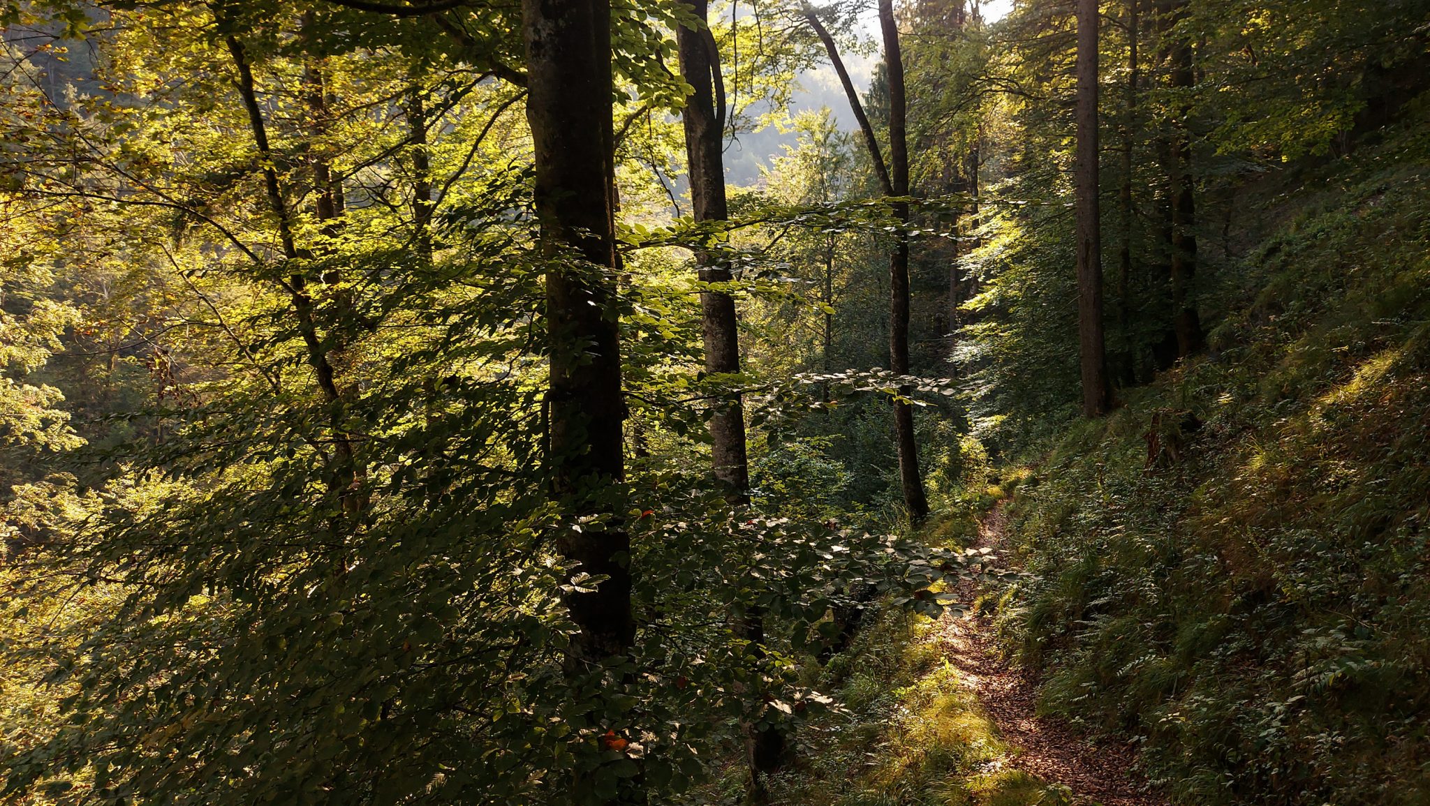 Wildnistrail Buchensteig im Nationalpark Kalkalpen, Wanderung im Reichraminger Hintergebirge, Abschnitt Wilder Graben bis Anzenbachschranken im Reichenbachtal, Buchenwald in Oberösterreich, unterwegs auf dem Wanderweg Buchensteig, umgeben von grünem und dichtem Wald aus Buchen, grüne Vegetation, sehr schöne Natur, Sonnenlicht zaubert schöne Lichtmomente im Wald