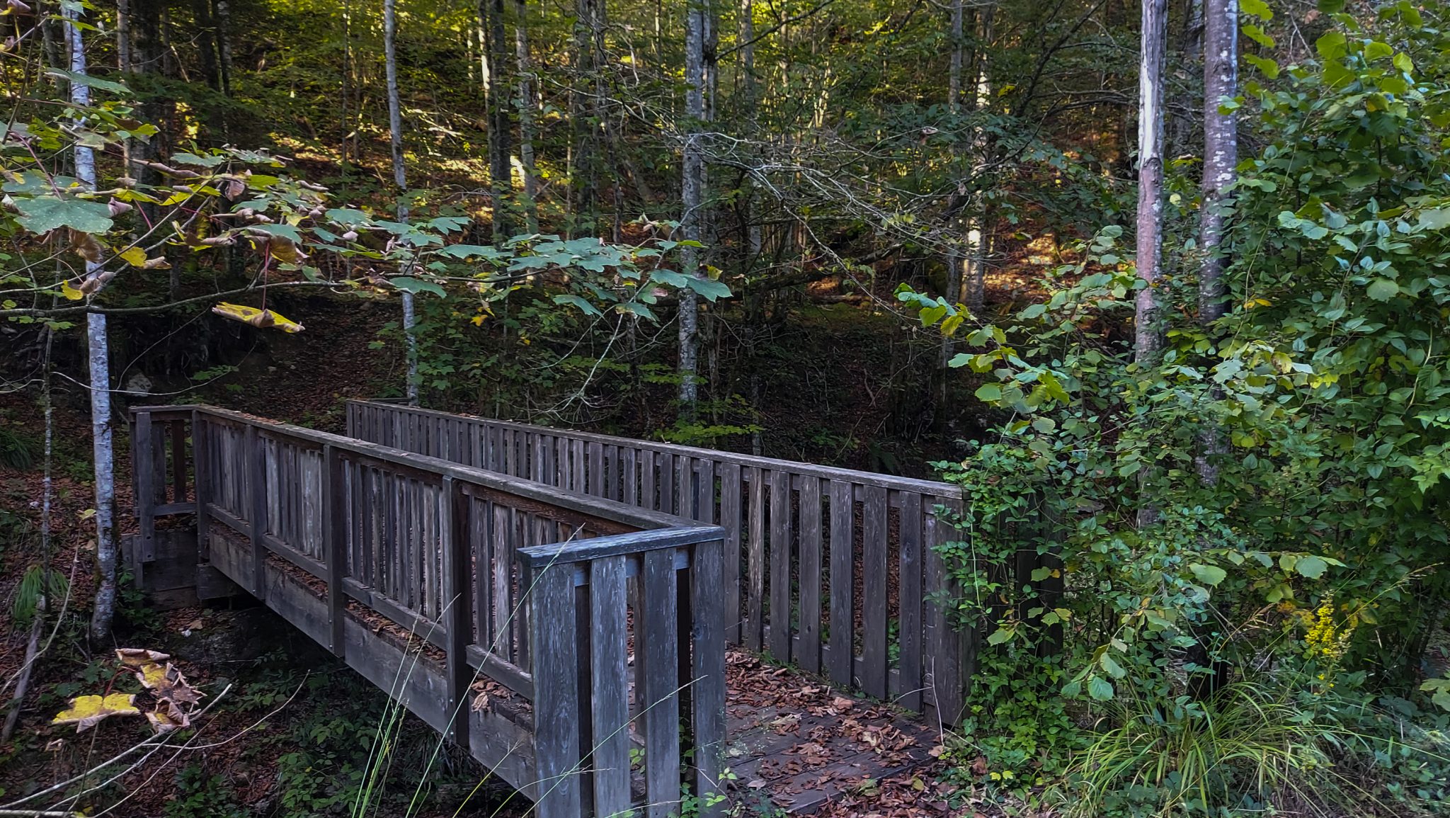 Wildnistrail Buchensteig im Nationalpark Kalkalpen, Wanderung im Reichraminger Hintergebirge, Abschnitt Wilder Graben bis Anzenbachschranken im Reichenbachtal, Buchenwald in Oberösterreich, Blick auf den Wanderweg Buchensteig, führt über eine kleine Brücke, umgeben von grünem und dichtem Wald aus Buchen, grüne Vegetation, sehr schöne Natur