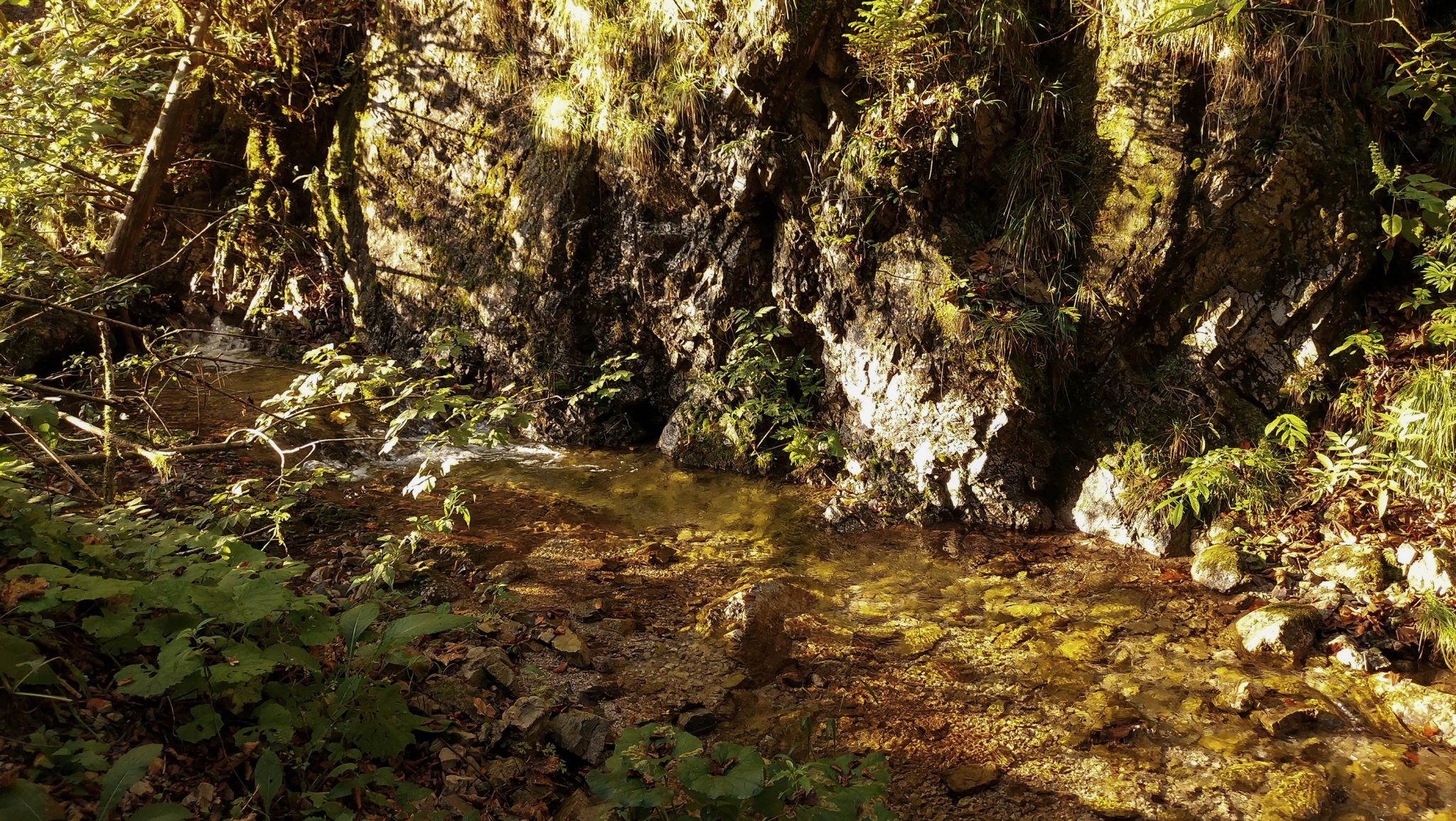 Wildnistrail Buchensteig im Nationalpark Kalkalpen, Wanderung im Reichraminger Hintergebirge, Abschnitt Wilder Graben bis Anzenbachschranken im Reichenbachtal, Buchenwald in Oberösterreich, unterwegs auf dem Wanderweg Buchensteig, umgeben von grünem und dichtem Wald aus Buchen, grüne Vegetation, sehr schöne Natur, Sonnenlicht zaubert schöne Lichtmomente auf dem Wasser des Baches